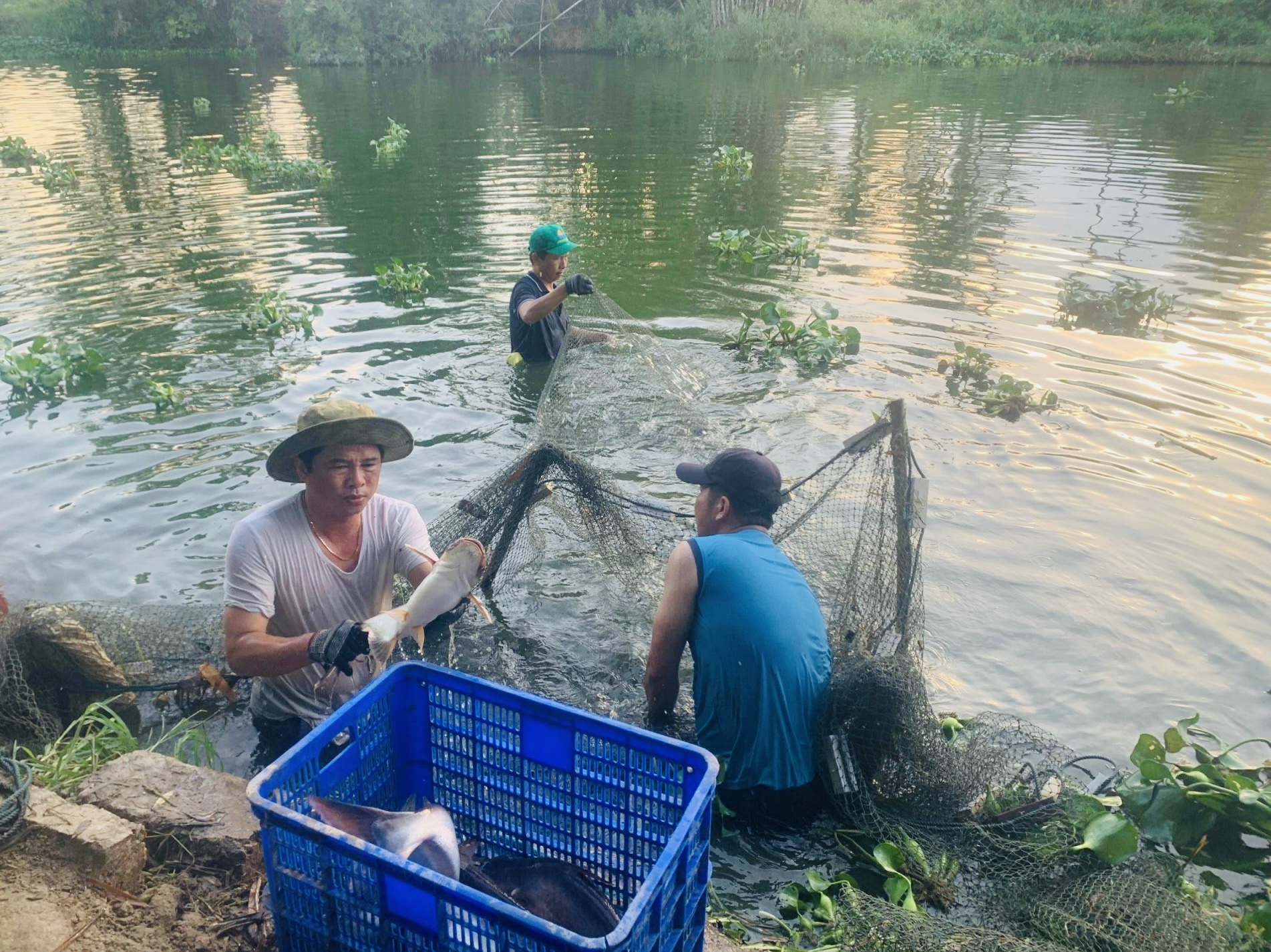 Các hộ thành viên HTX Làng Phú Sơn tranh thủ thu hoạch các loại cá trước khi mùa mưa đến. Ảnh: T.V