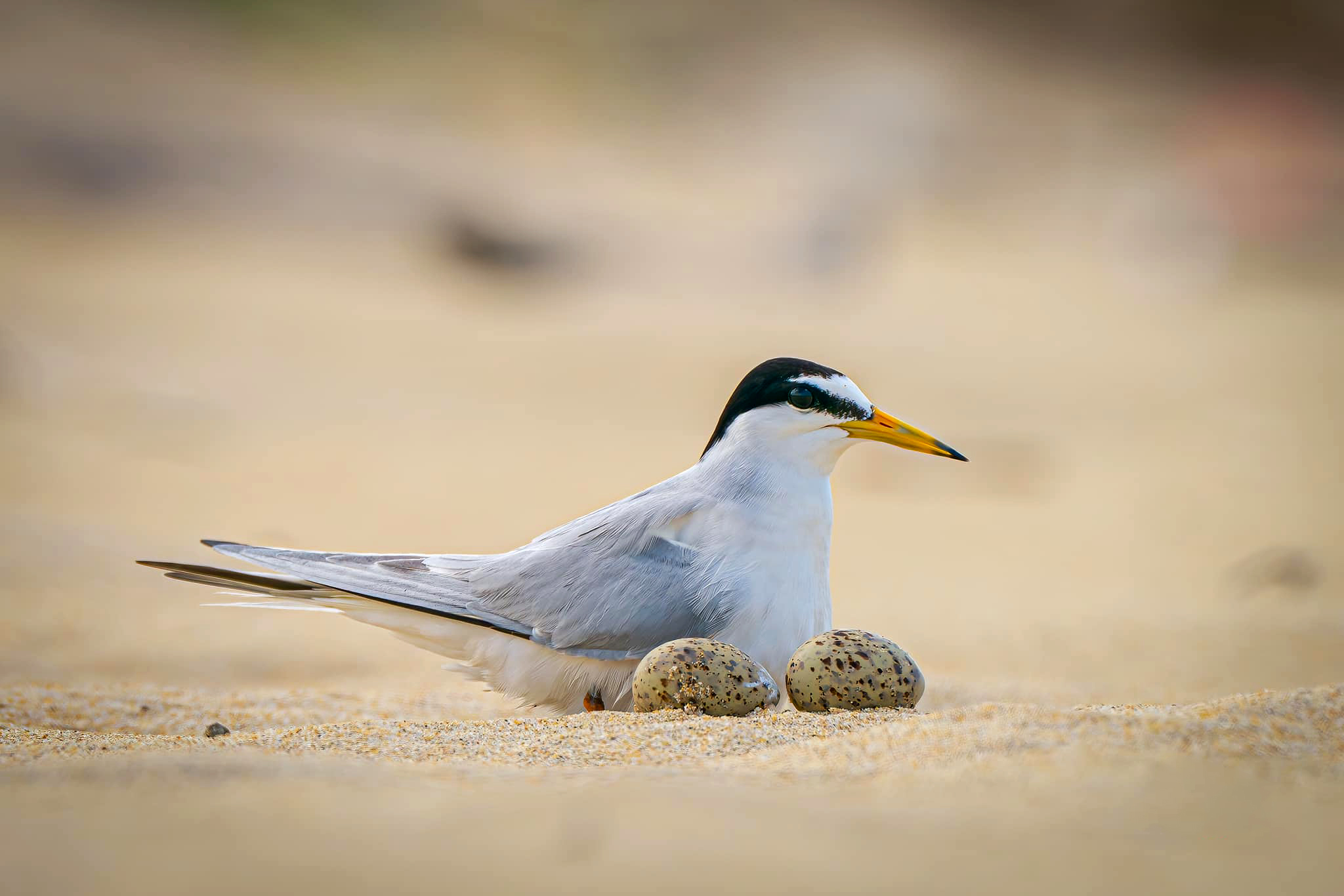 Little tern incubating eggs at Da Nang beach. Photo: THUY LINH