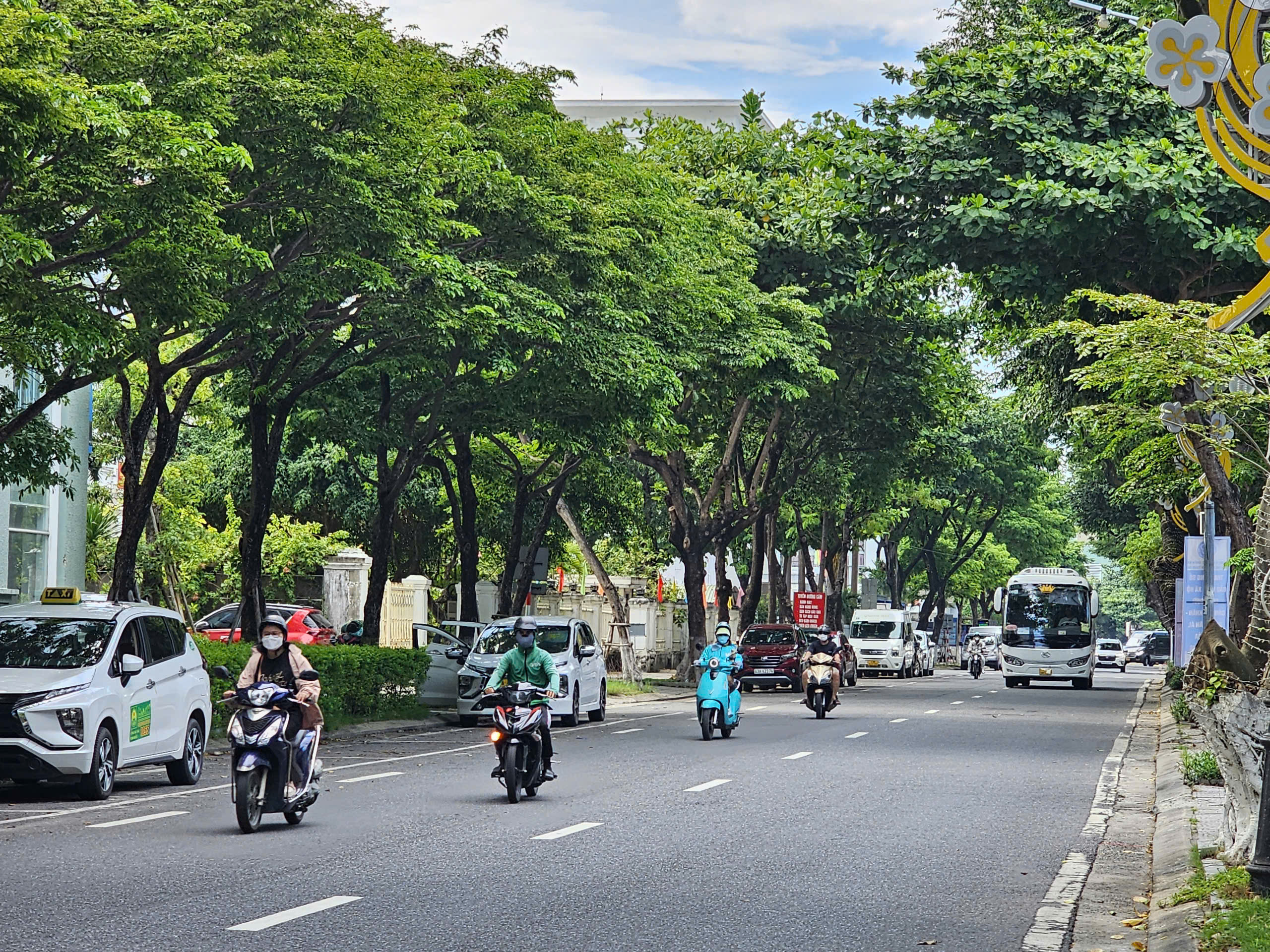 Hàng cây giáng hương trên đường Trần Phú (quận Hải Châu). Ảnh: TRẦN TRÚC