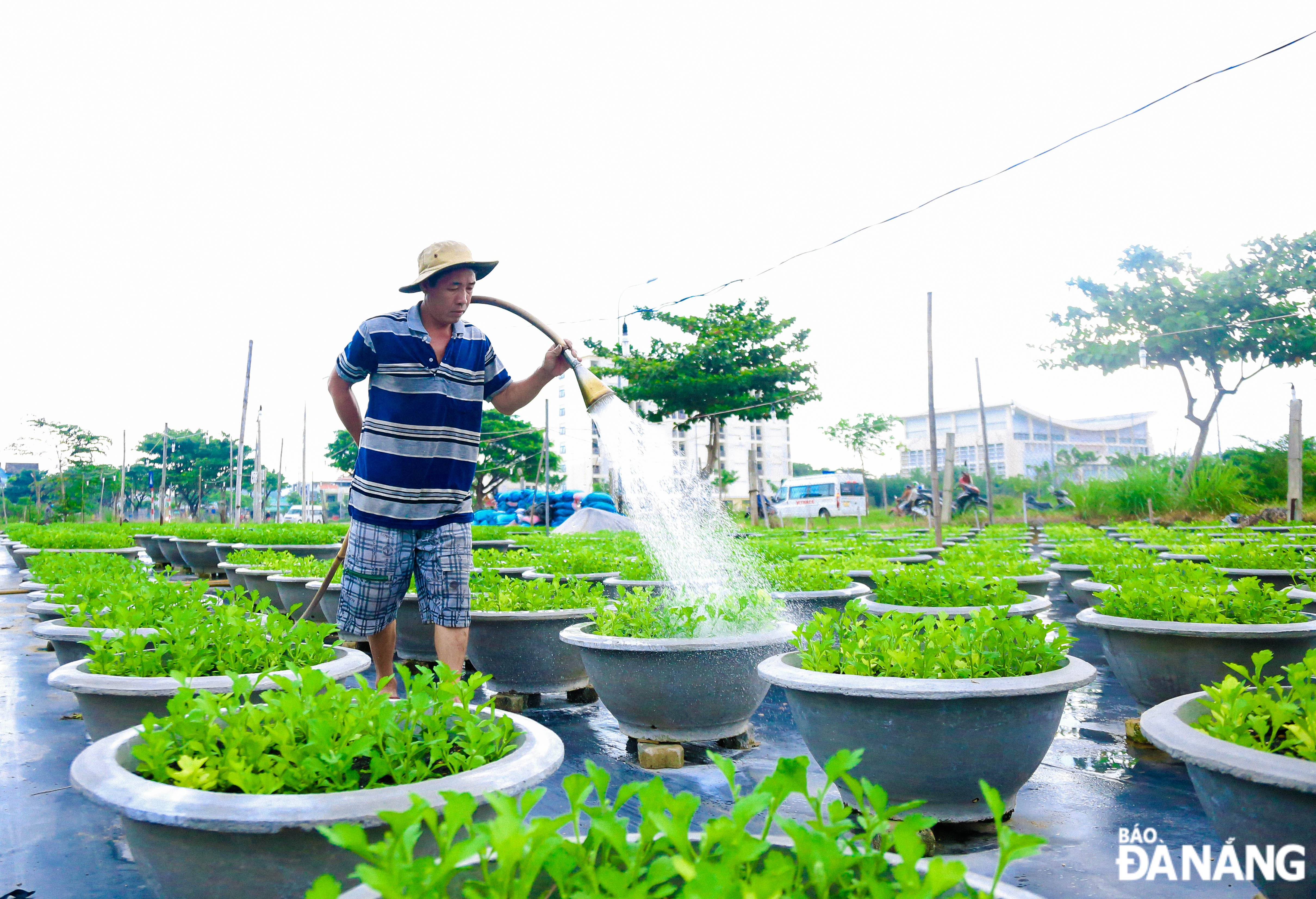 Đây là giai đoạn quan trọng trong việc sinh trưởng của cây hoa nên tất cả các hộ ở đây đều lựa chọn tưới hoa vào dịp sáng sớm để đạt hiệu quả cao nhất.