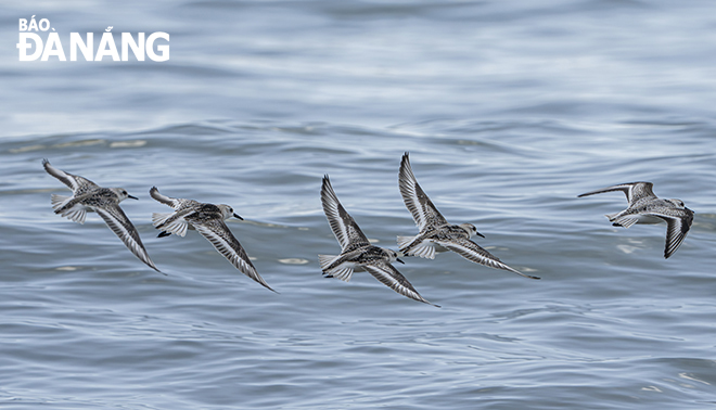 Da Nang is a stopover for migratory birds. Photo: KIM LIEN