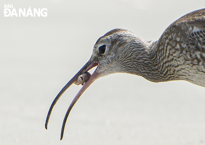 A bird catching prey