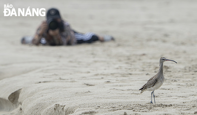 Photographers flocking to Tho Quang Beach in Da Nang to hunt for photos of migratory birds. Photo: KIM LIEN