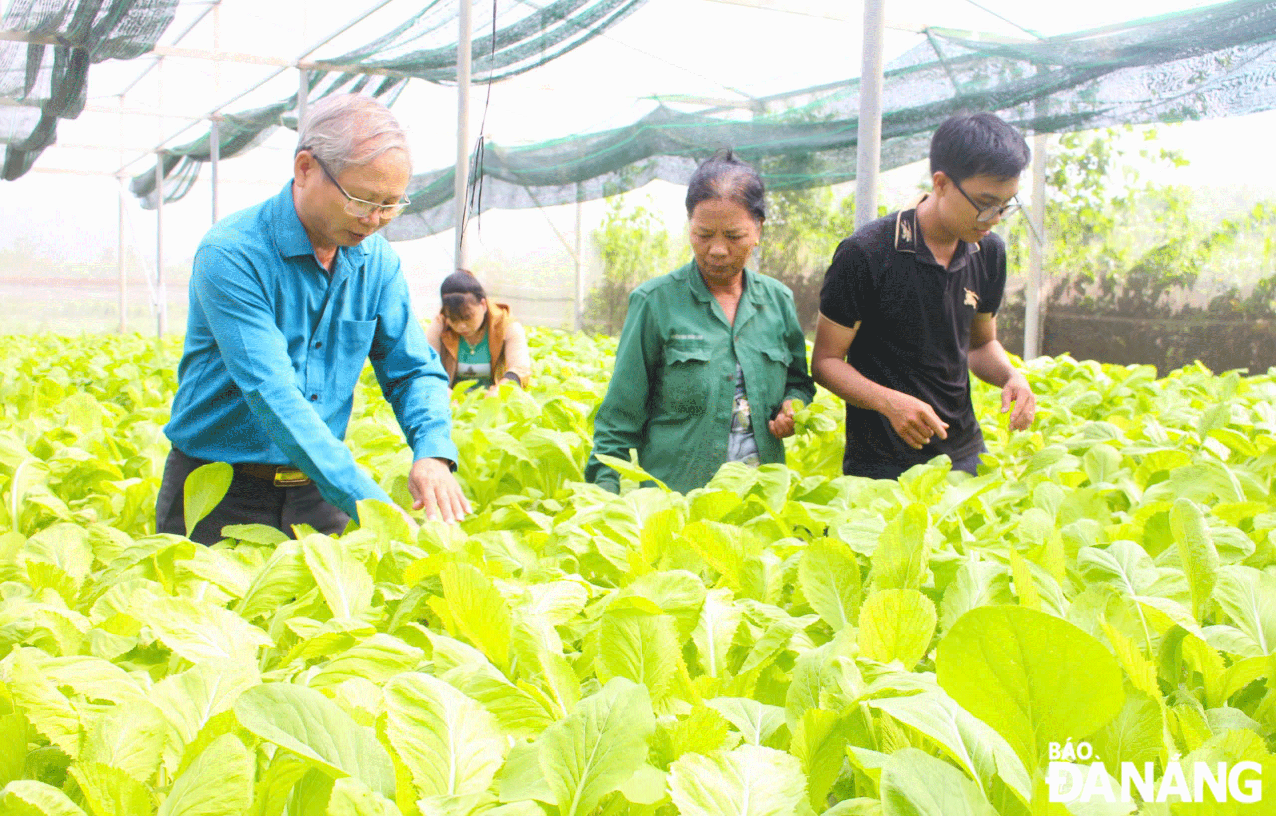 The Tuy Loan hydroponic vegetable garden is a model attracting students, tourists, and visitors for learning and hands-on experiences. Photo: N.Q