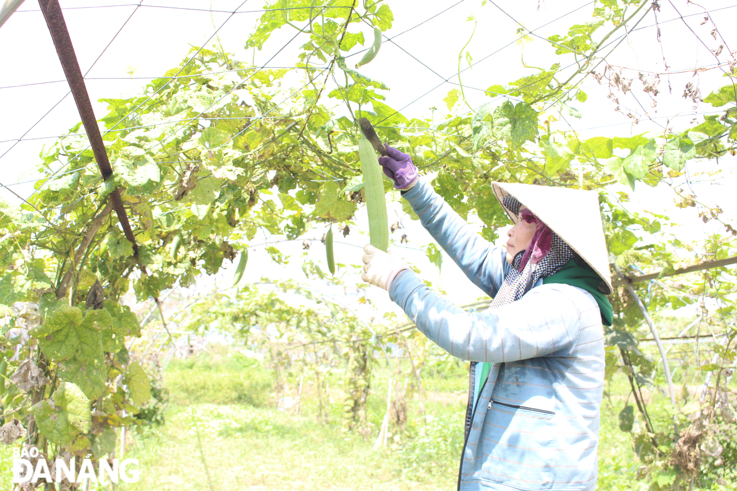 A cooperative member harvests a harvest from Tuy Loan's safe vegetable field. Photo: NK