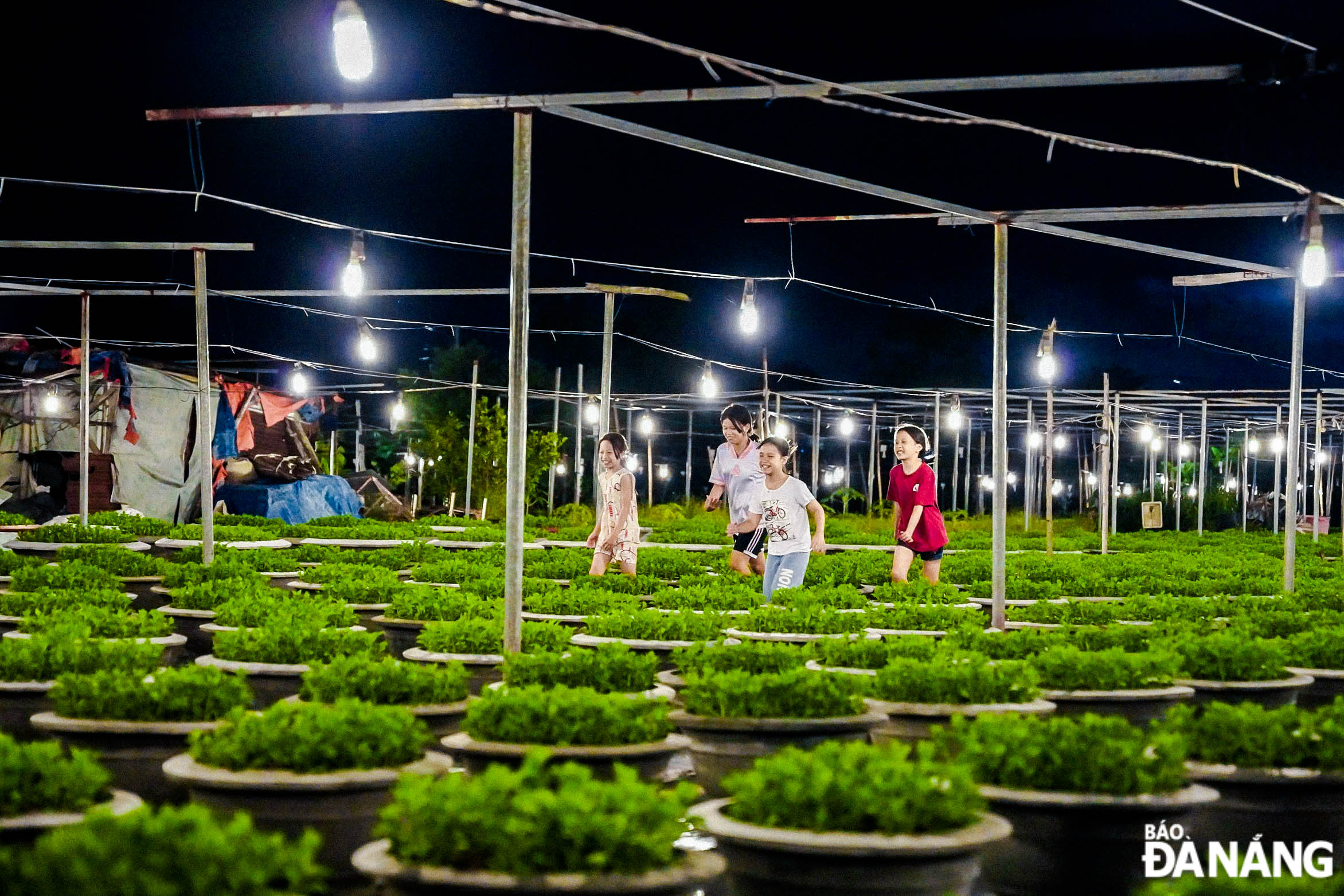 Children play in the Duong Son flower garden when the yellow lights are turned on.