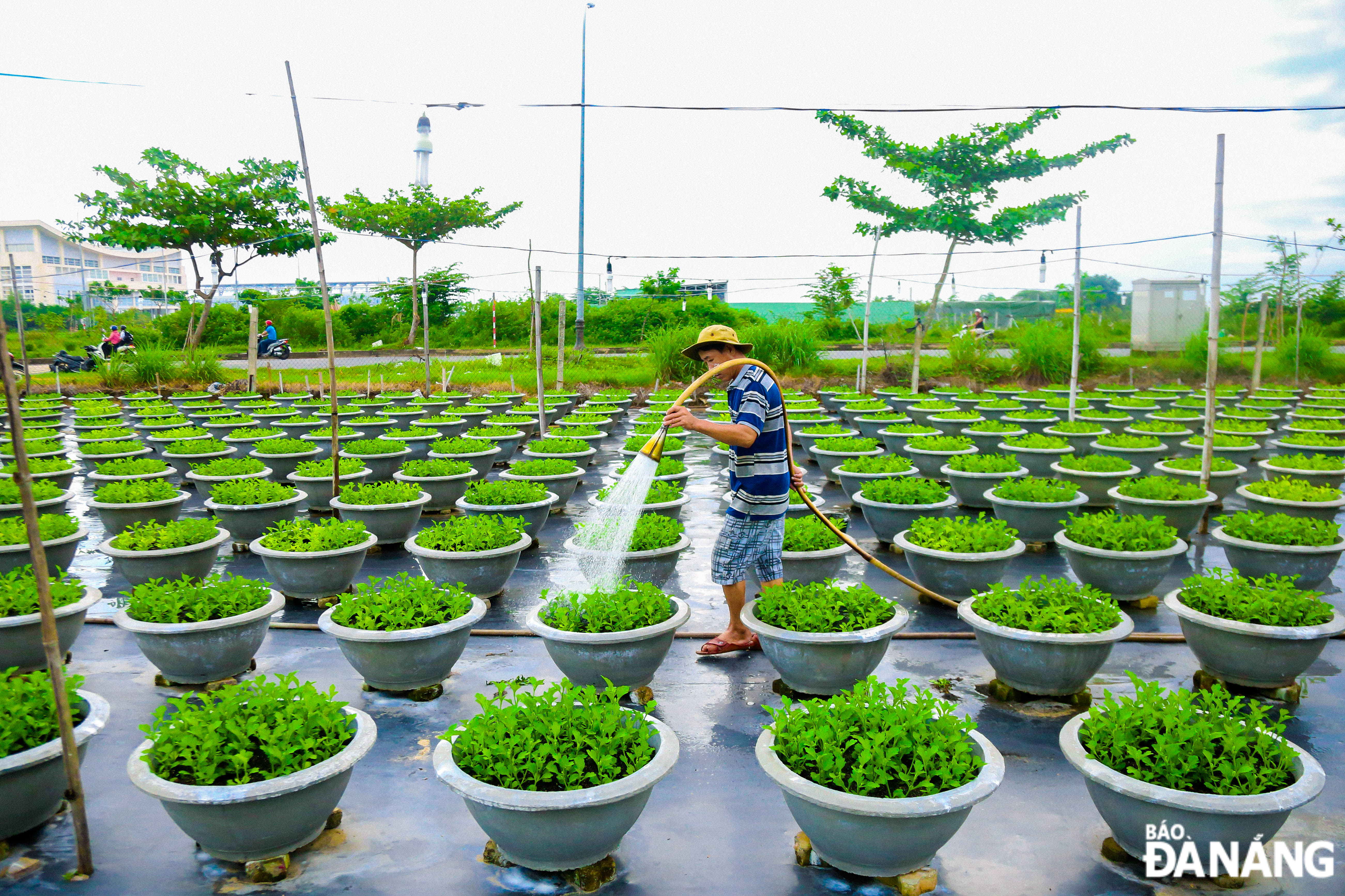 Similarly, flower growing households on Tran Nam Trung Street in Cam Le District begin to take care of the flower crop for Tet 2025.