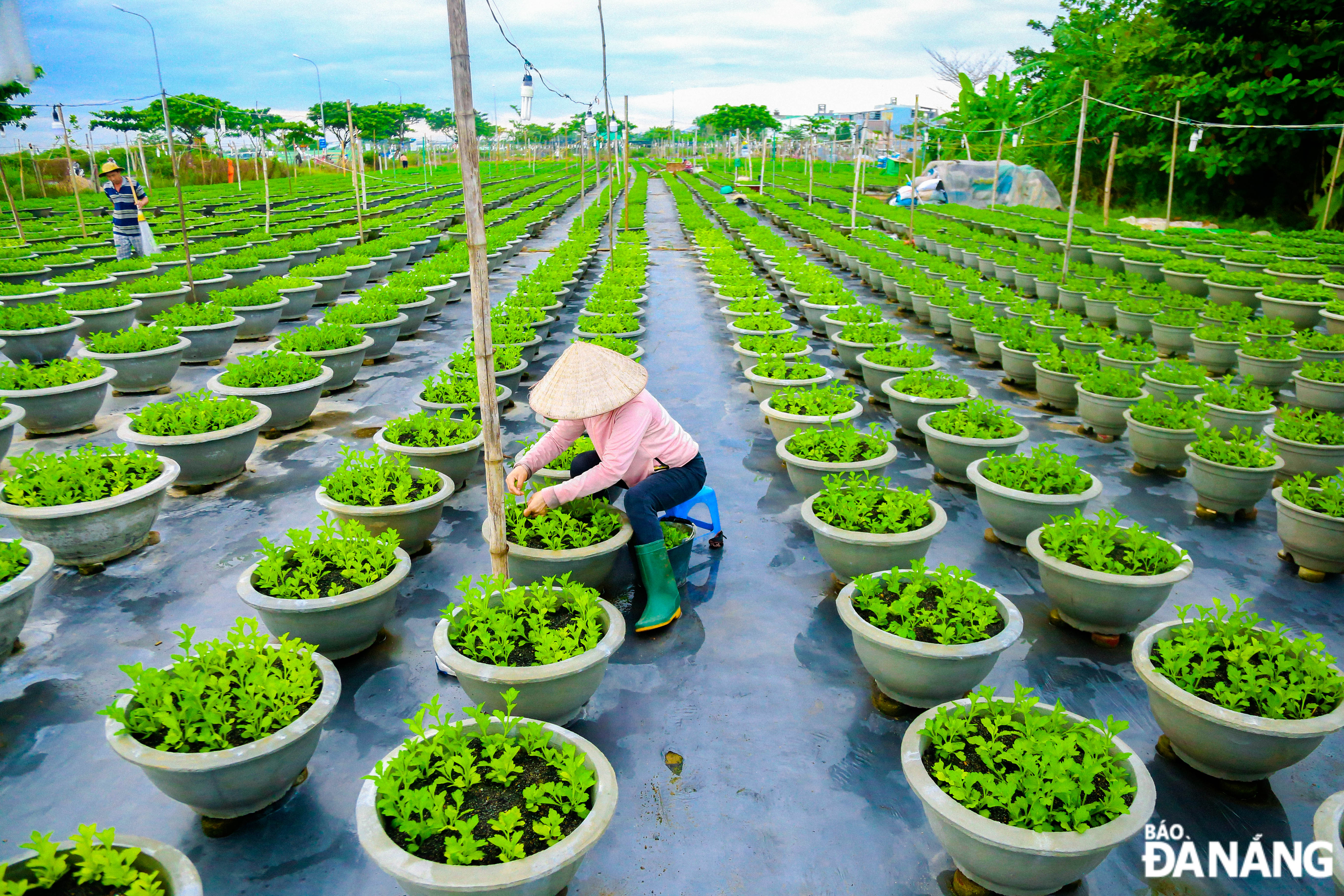 Gardeners taking care of flowers in early morning