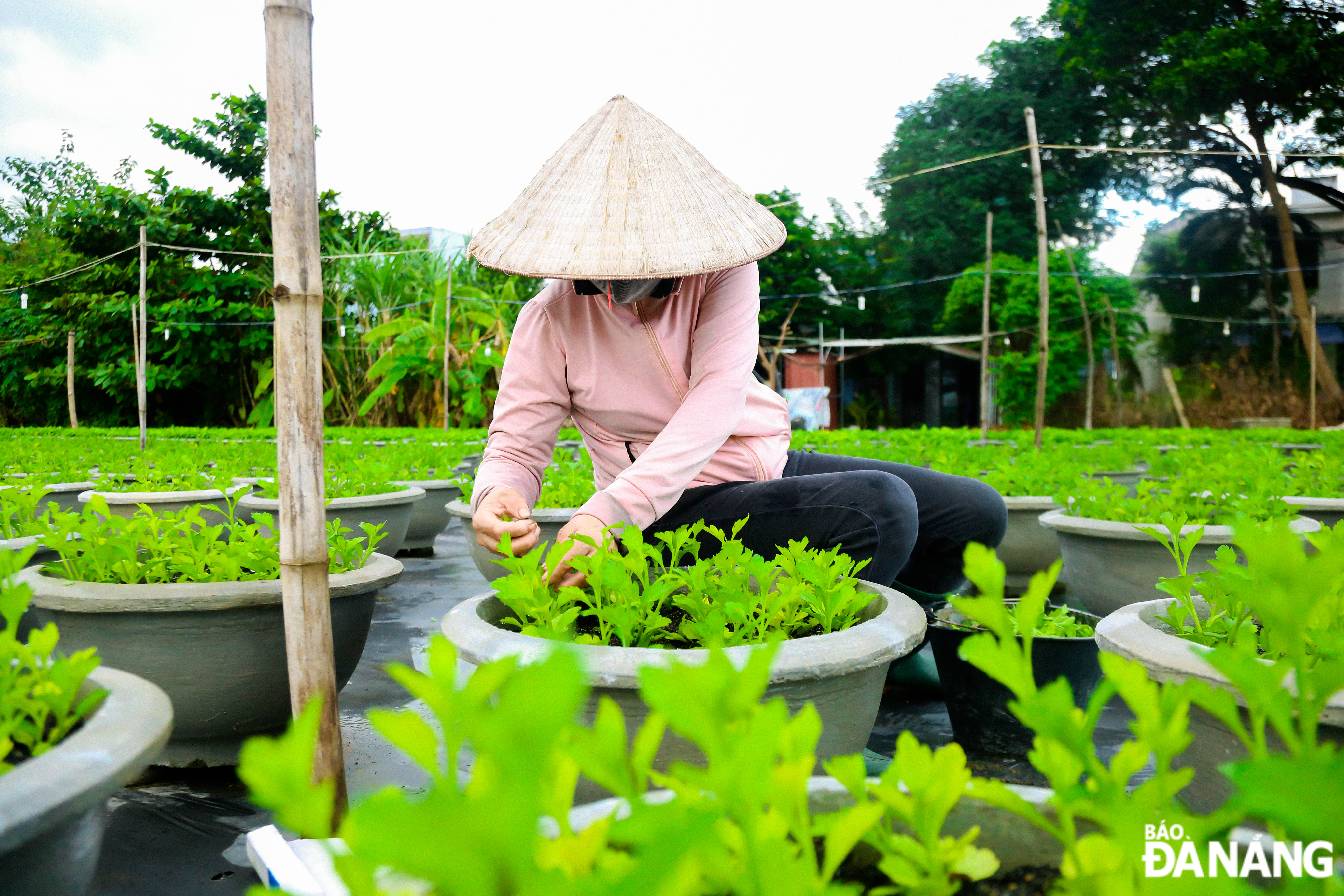 Currently, gardeners are pruning flower buds. According to local residents, to ensure the growth rate of the plants, in addition to turning on the lights throughout the night, they need to prune off flower buds that show signs of yellowing and wilting.