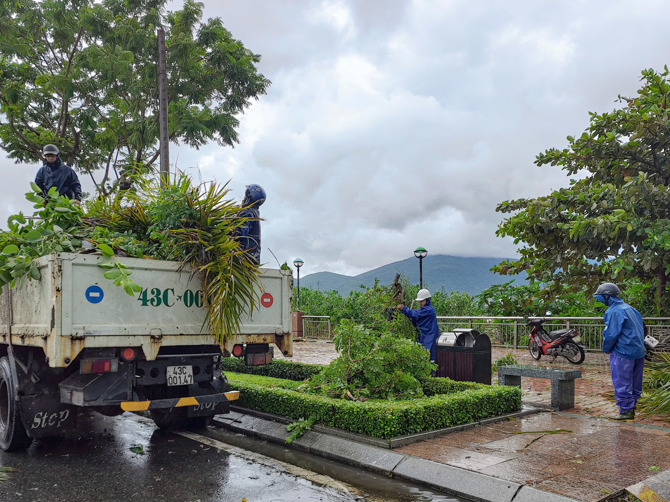 Các cây xanh được tập kết tại những khu vực tập trung chờ để chở đi xử lý. Ảnh: CHIẾN THẮNG