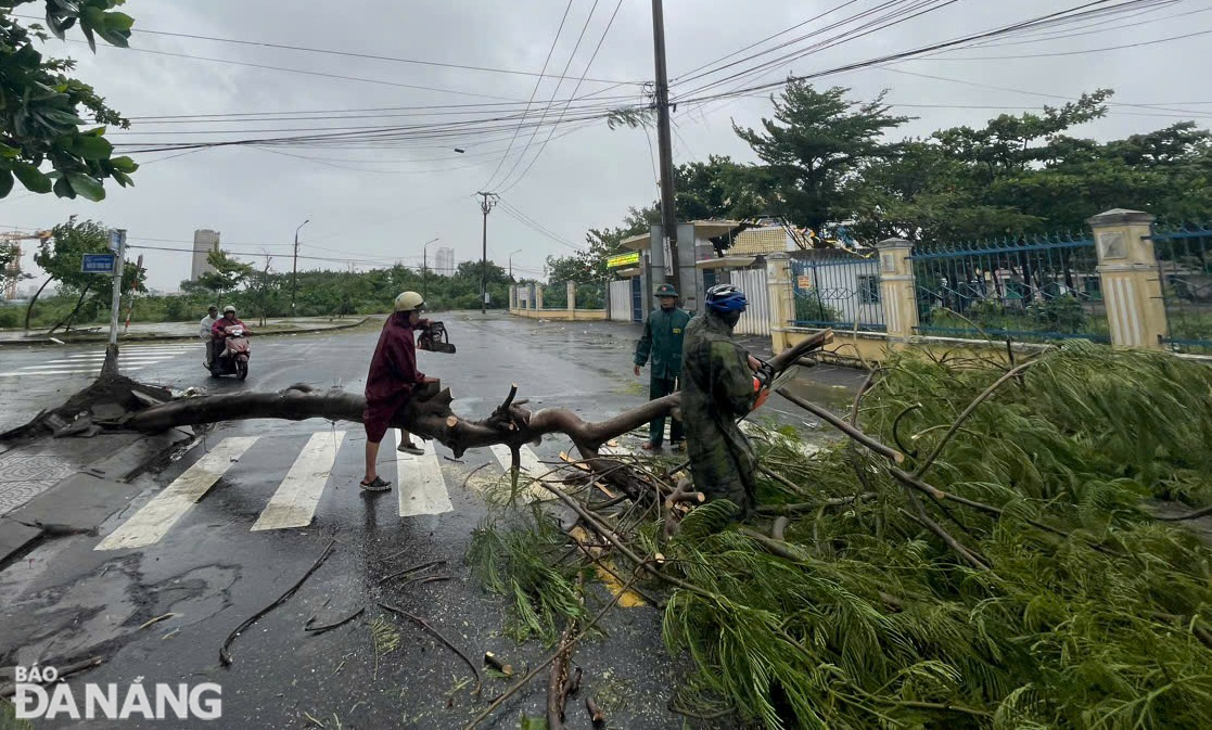 Các lực lượng phường Nại Hiên Đông (quận Sơn Trà) xử lý cây xanh đô thị bị ngã đổ ra đường để bảo đảm giao thông. Ảnh: H.H