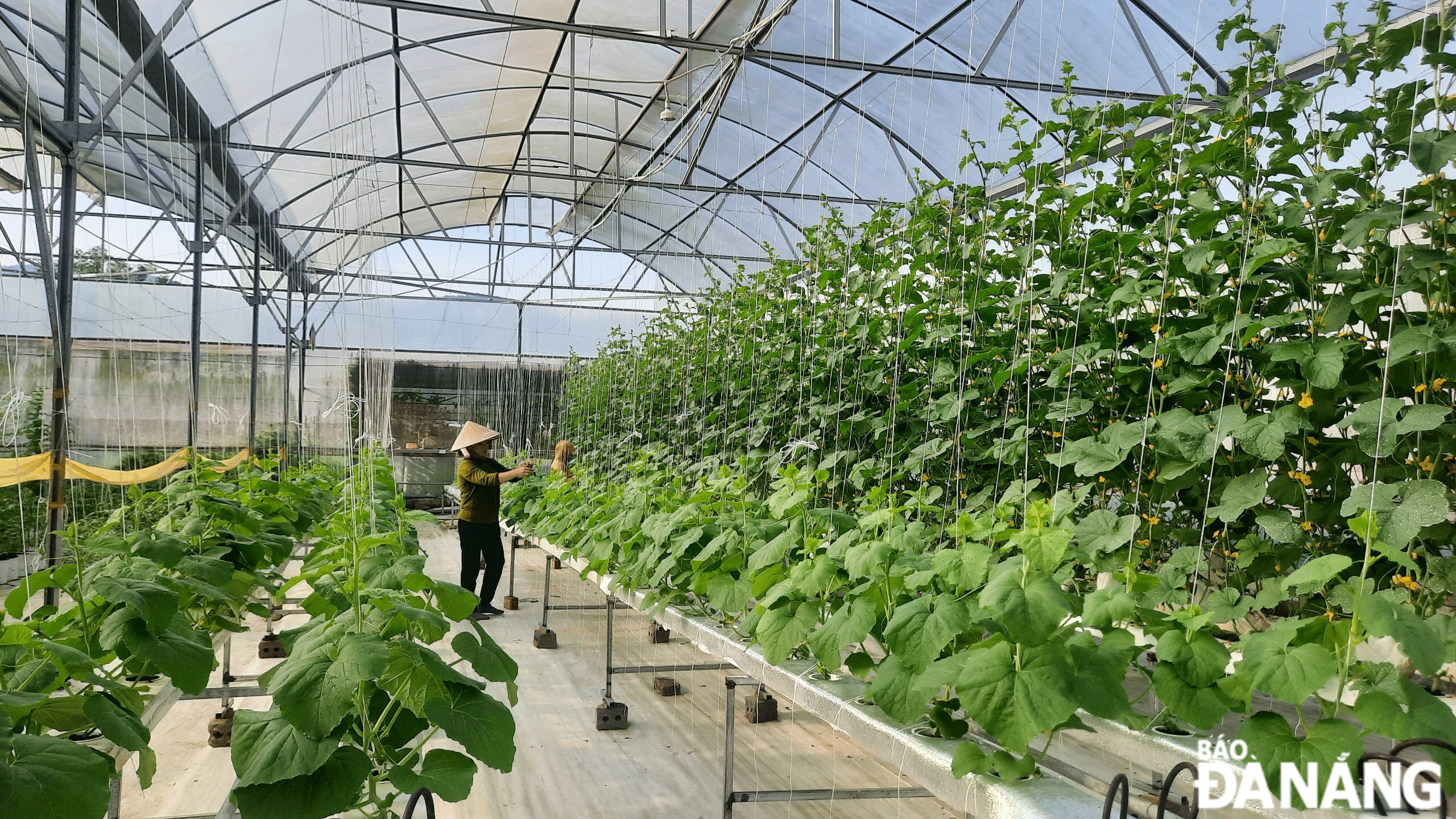 According to the plan, Da Nang will have 3 high-tech agricultural production areas located in Hoa Vang District. IN PHOTO: Production at the high-tech agricultural model 