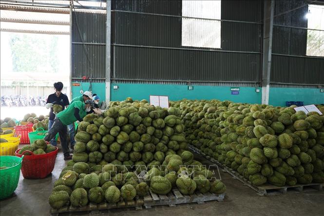 Sầu riêng phục vụ bóc múi, cấp đông ở một nhà máy tại tỉnh Đắk Lắk. Ảnh: Hoài Thu/TTXVN