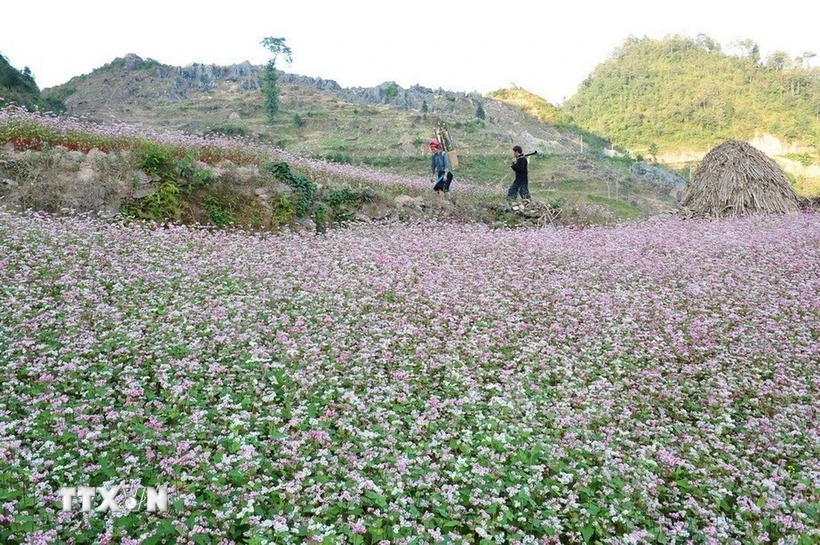 250ha tam giác mạch sẵn sàng cho 