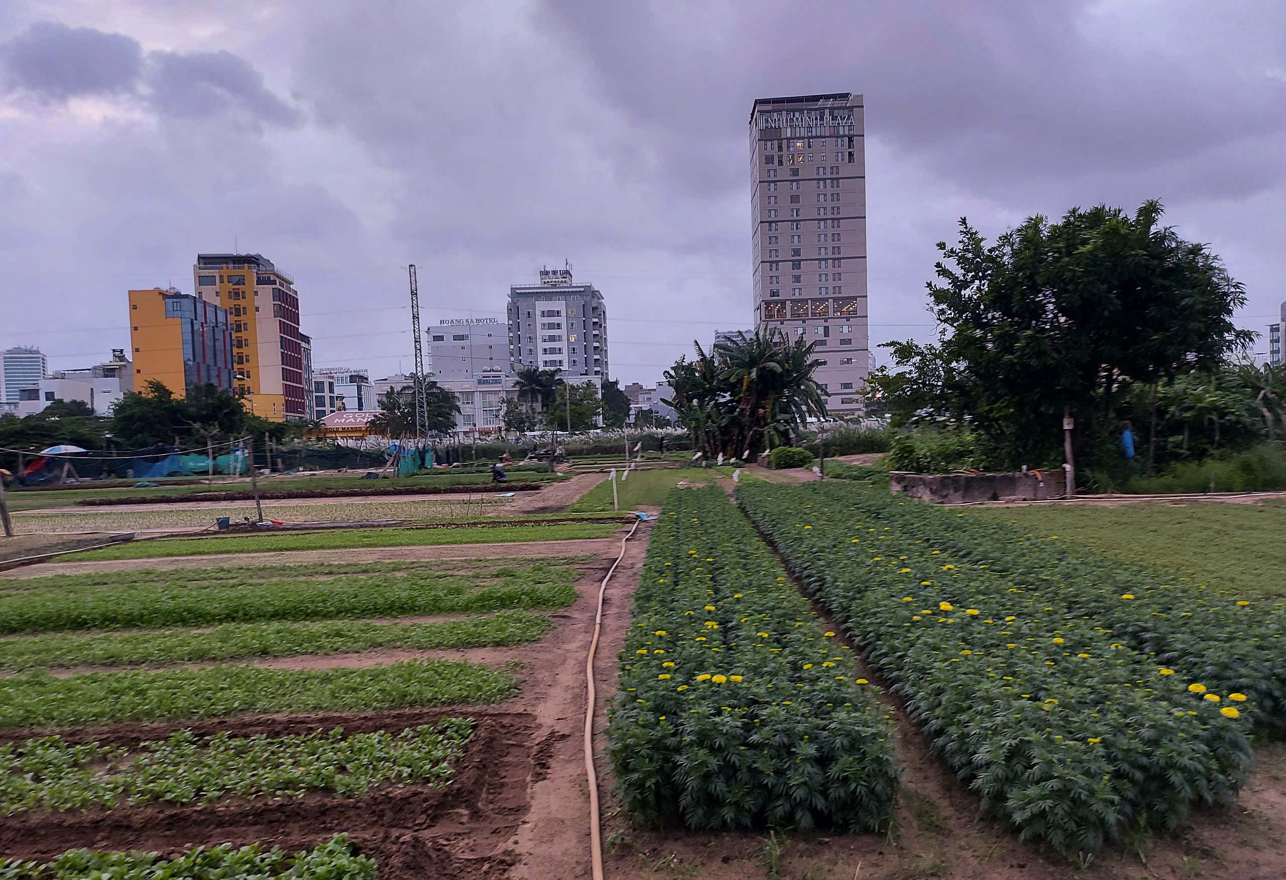 Tìm hồn quê giữa phố