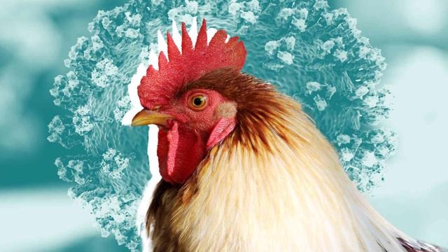 Giới khoa học lo ngại ca H5N1 có dấu hiệu thích nghi với người