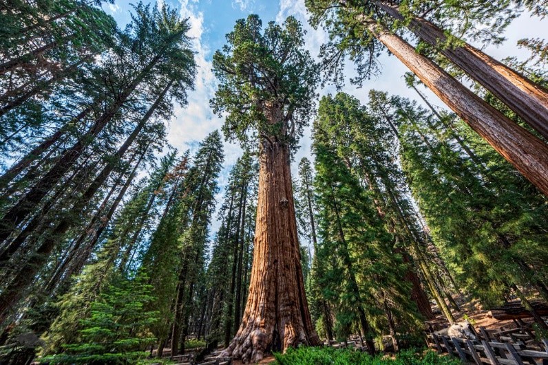 Hyperion là một cây gỗ đỏ nằm trong Vườn quốc gia Redwood ở Bắc California (Mỹ). Ảnh: One Tree Planet