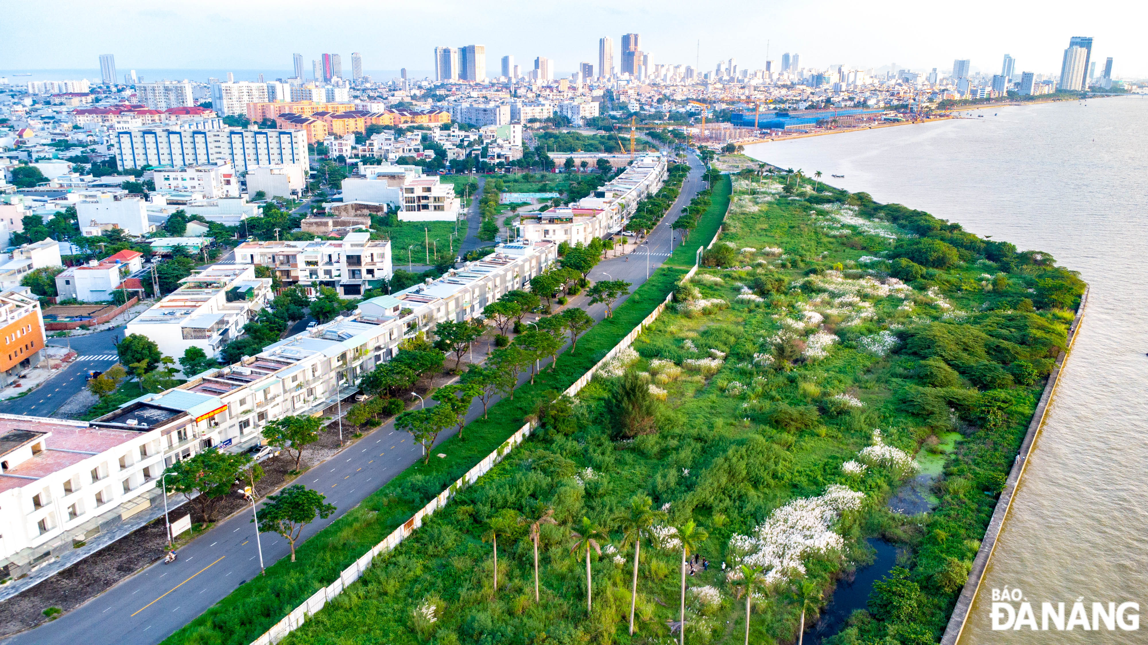 White reeds are in full bloom in Da Nang from early November to late December, , attracting many people, especially the young, to come and take pictures.