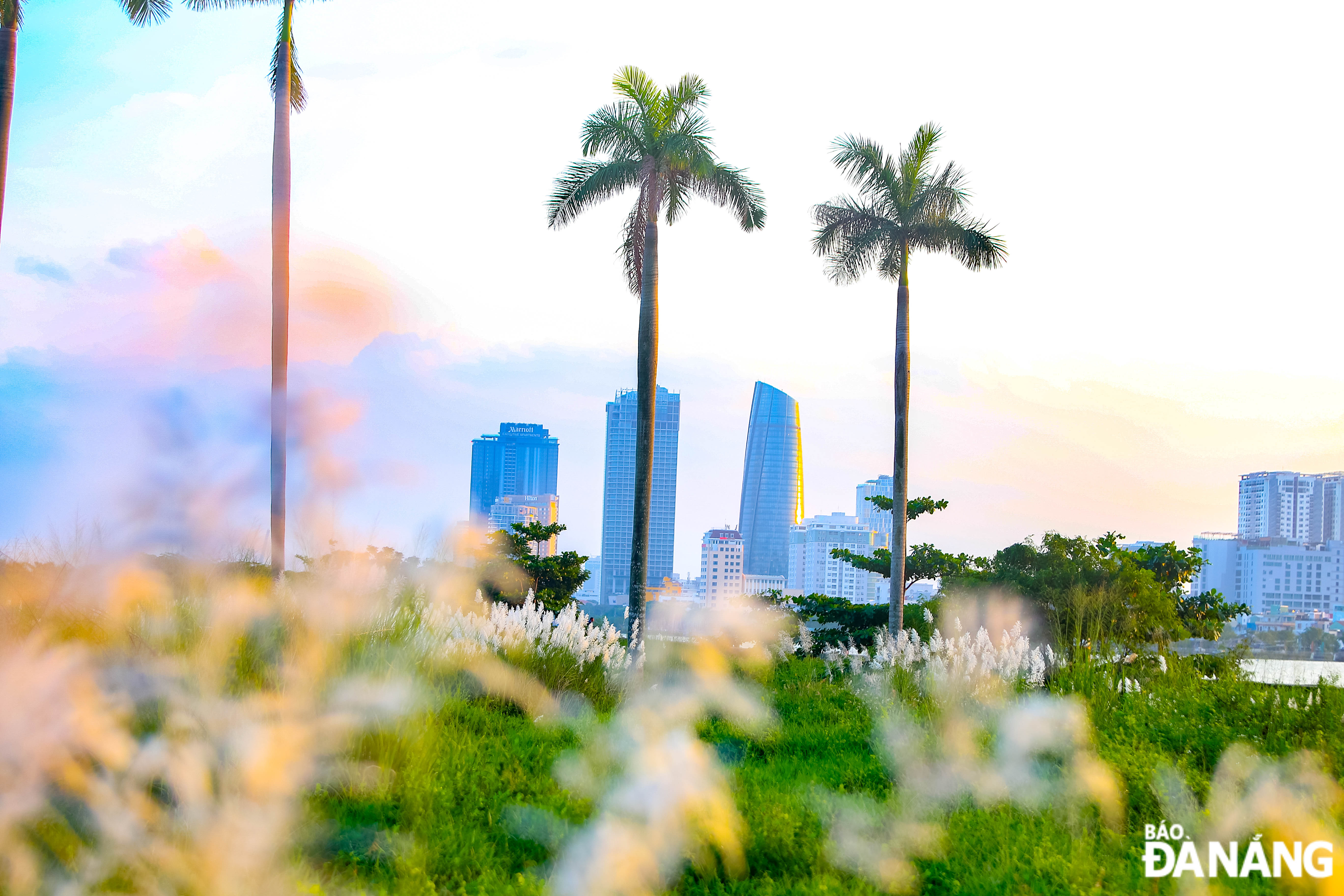 When coming here to capture moments with the white reeds, visitors can also enjoy a panoramic view of the high-rise buildings.