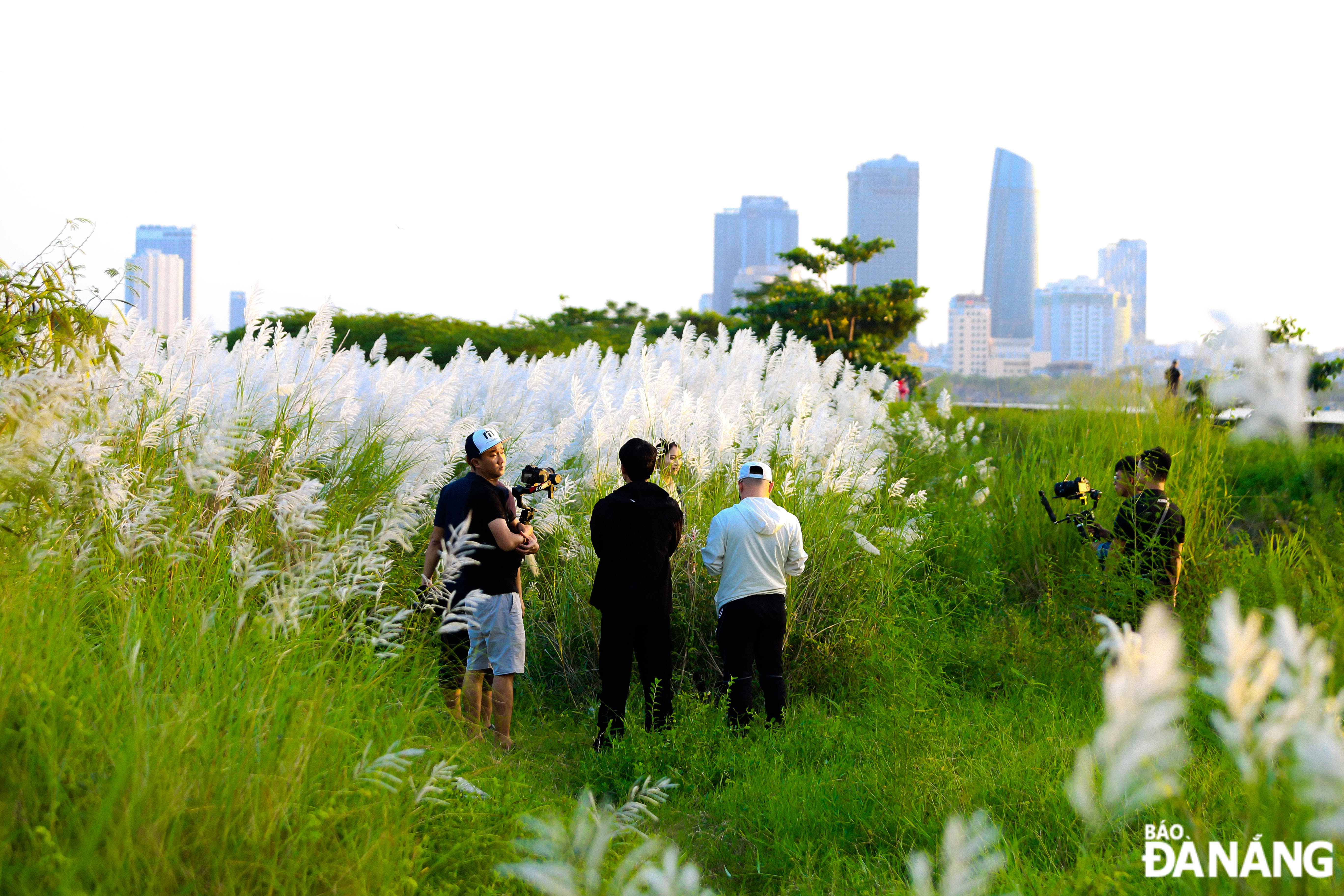 Many young people come to take photos with white reeds.