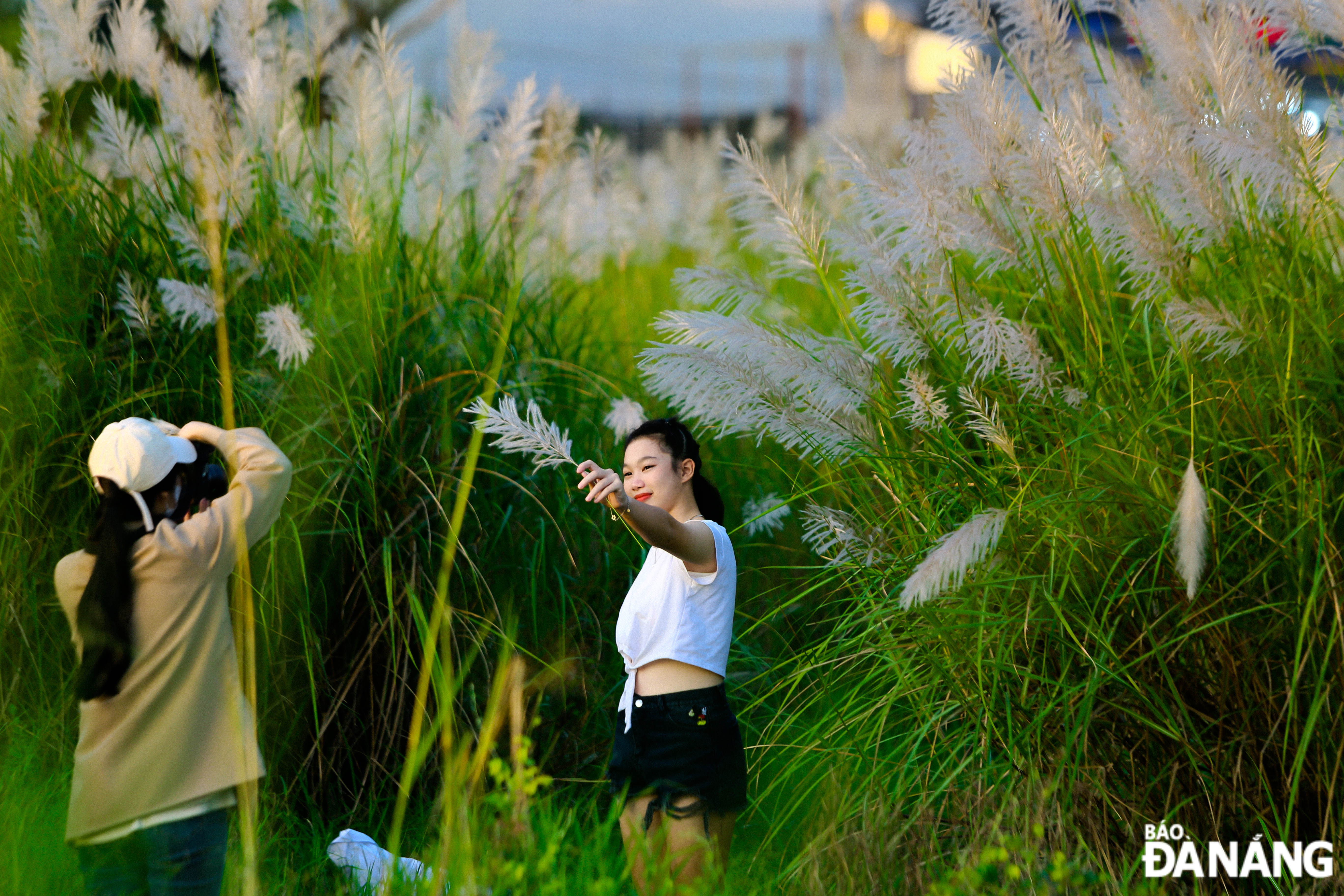 After the hustle and bustle of daily life, peaceful moments of relaxation in beautiful weather and white reed fields are the most beautiful moments for many people.