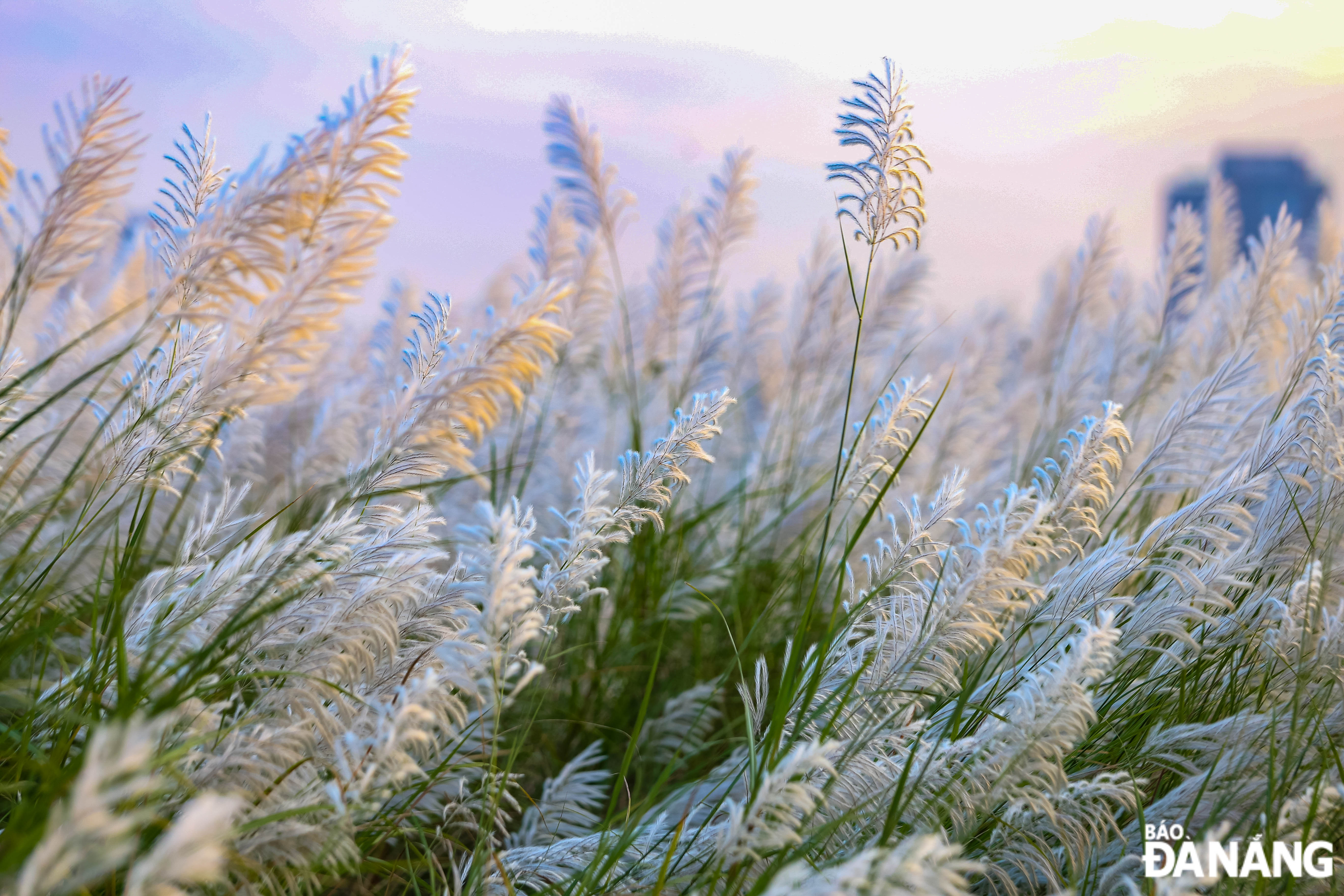 The beauty of white reeds in the afternoon breeze of early November.