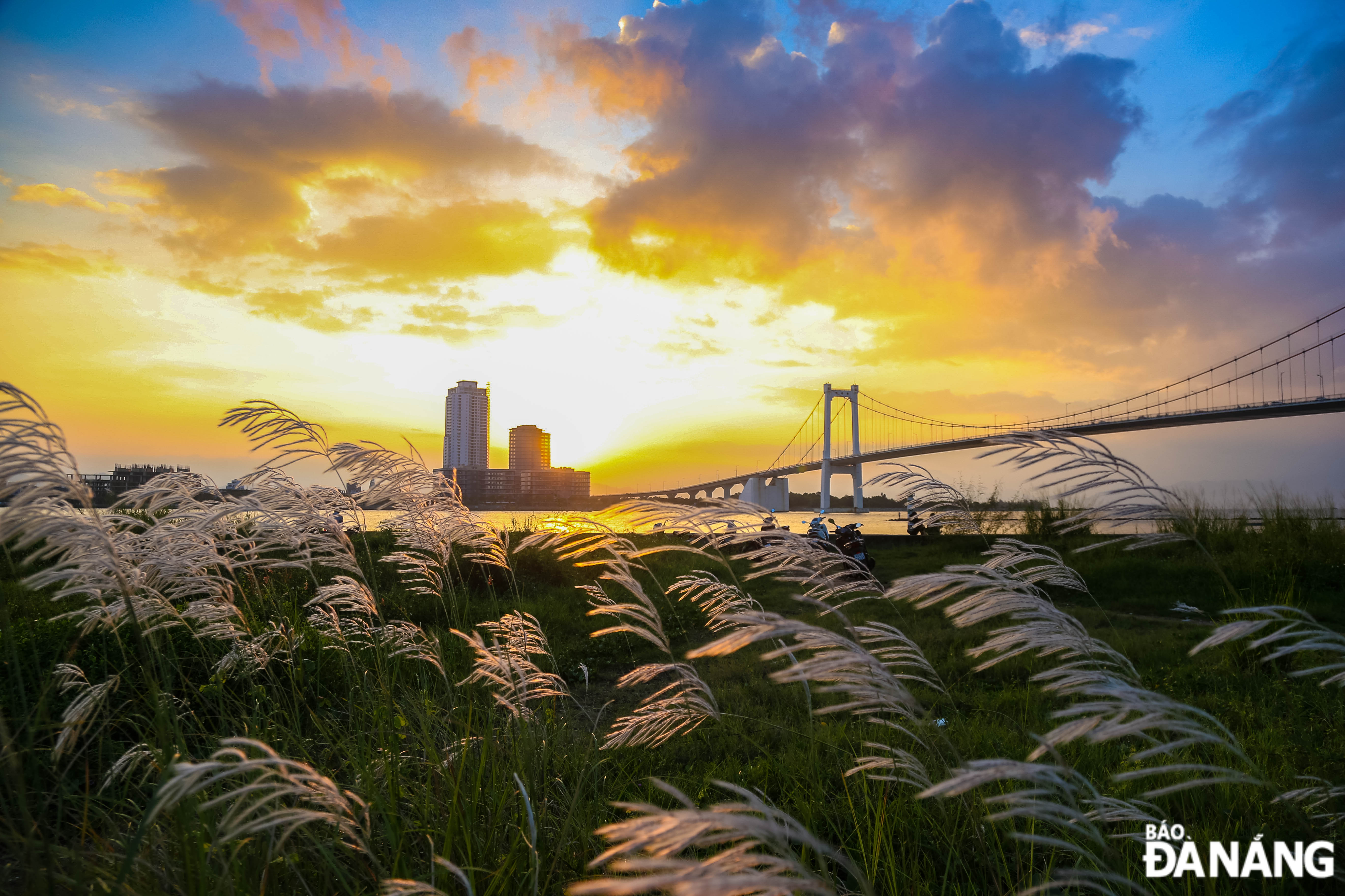 A romantic beauty of white reeds at sunset.