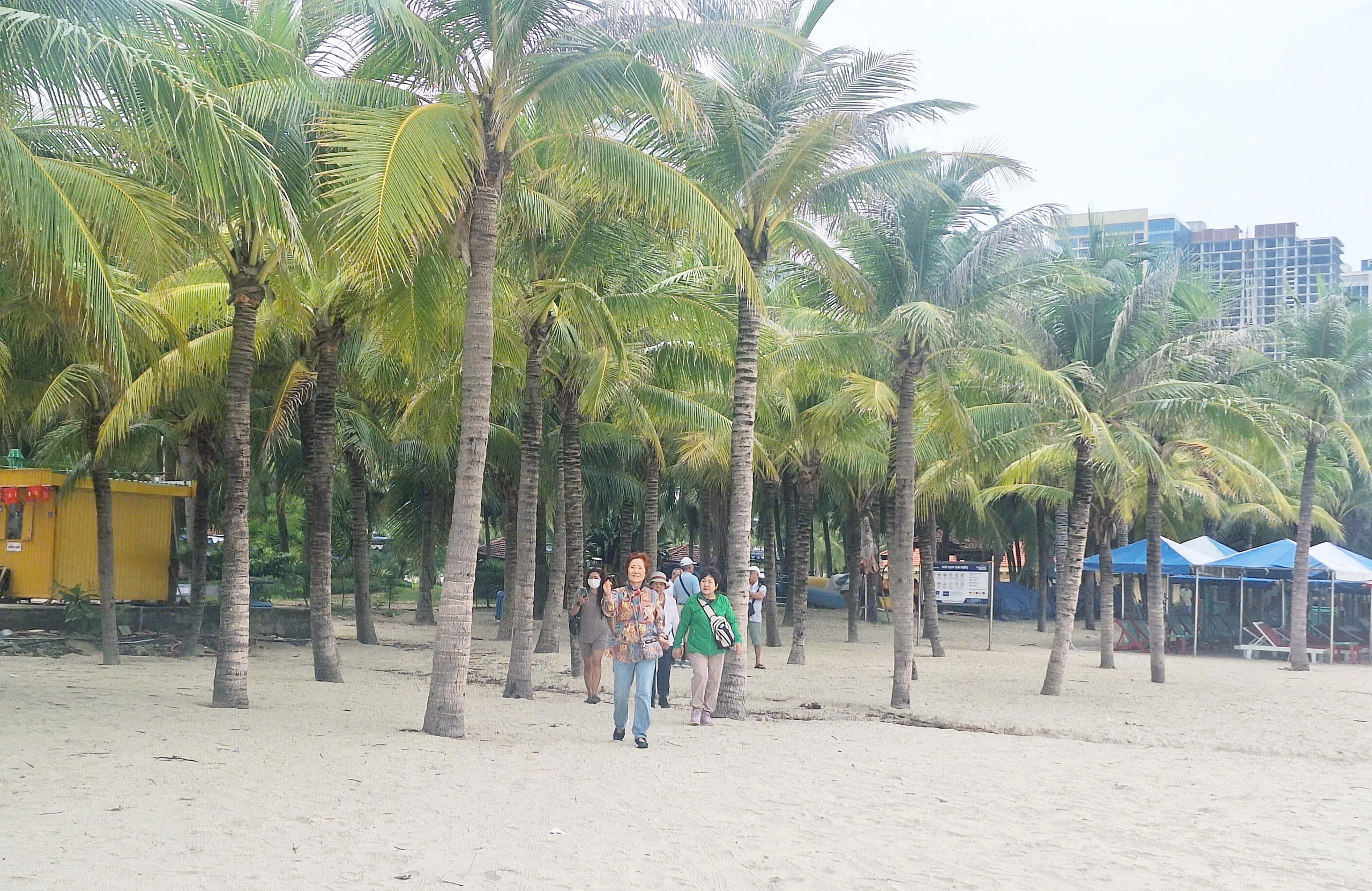 Planting coconut trees will contribute to greening Da Nang's beaches, and creating beautiful landscapes. IN PHOTO: Tourists walking along the coconut groves on My Khe Beach. Photo: N.H