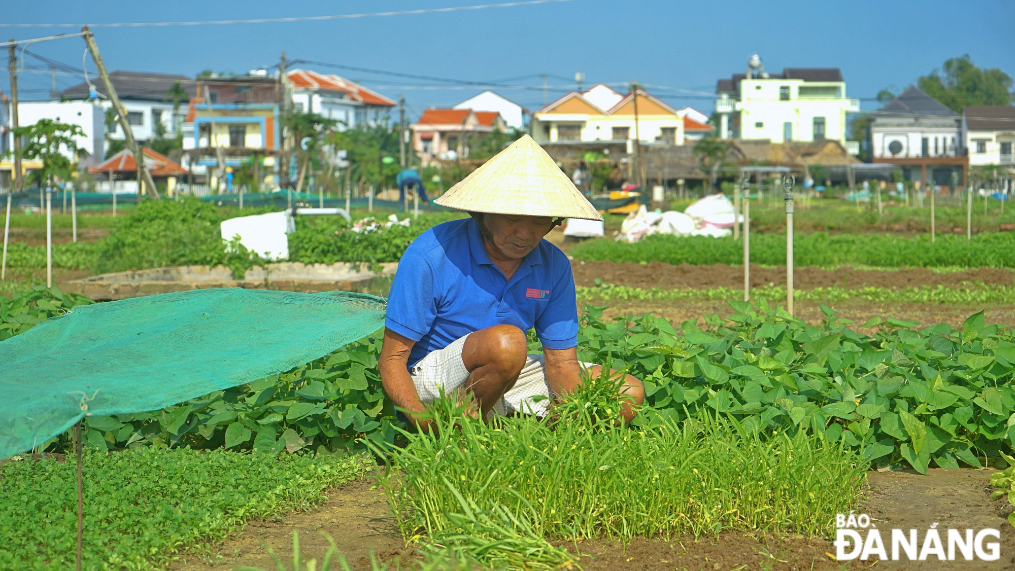 Làng Trà Quế hiện có 202 hộ dân tham gia hoạt động trồng rau với 326 lao động trực tiếp trên diện tích 18 hecta đất canh tác, mang lại thu nhập ổn định.