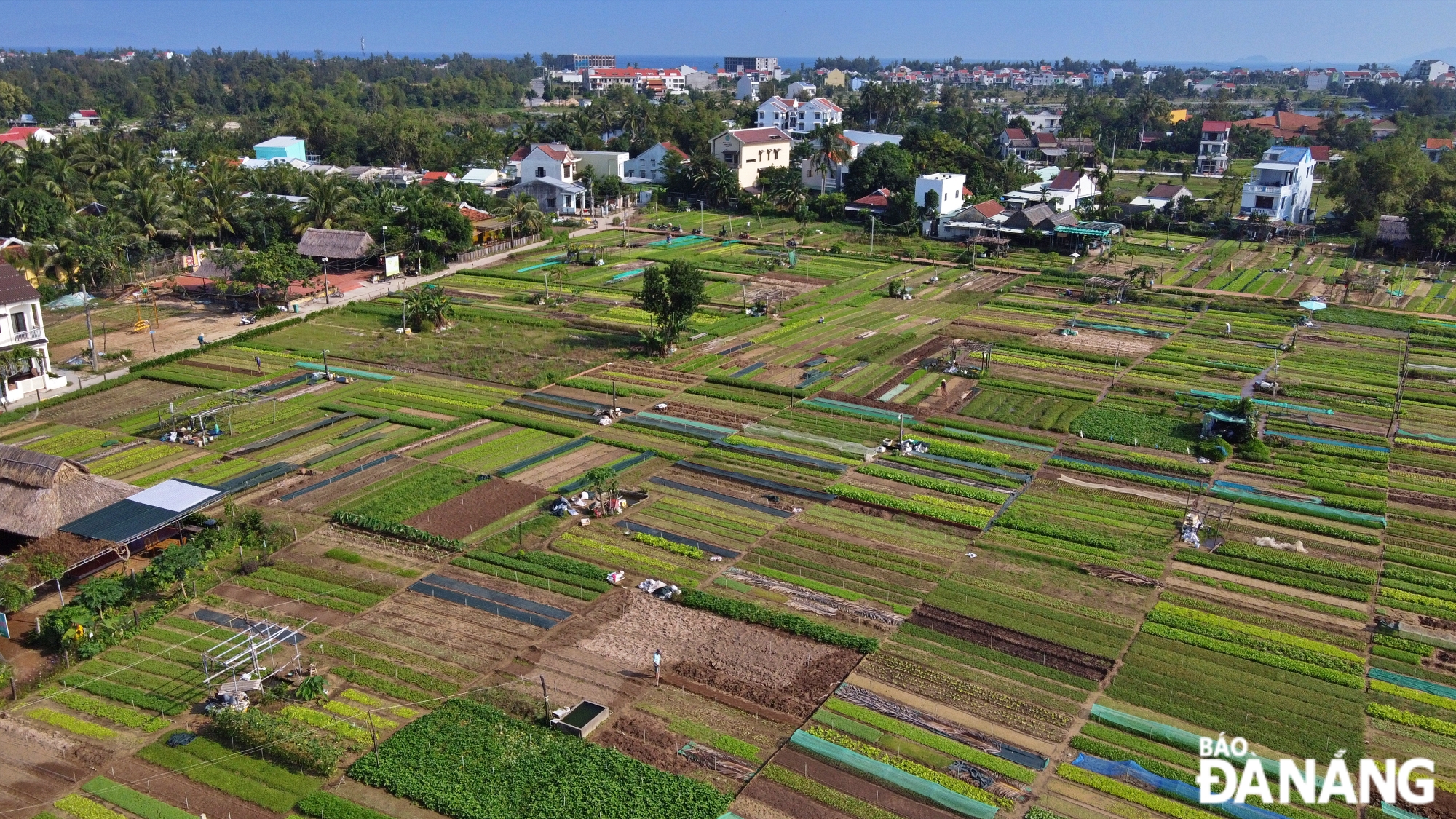 Thành phố Hội An đã ban hành nhiều chính sách hỗ trợ về kinh tế, xã hội và phát triển du lịch tại Làng rau Trà Quế. Các chính sách tập trung trong công tác hỗ trợ: Phát triển làng nghề, các mô hình sản xuất mới, hỗ trợ vốn, giống ... tạo điều kiện cho nông dân tái sản xuất; Phát triển du lịch cộng đồng, quảng bá hình ảnh du lịch làng nghề cũng như các sản phẩm rau Trà Quế góp phần phát triển kinh tế địa phương; Phát triển về công nghệ, chuyển đổi số…