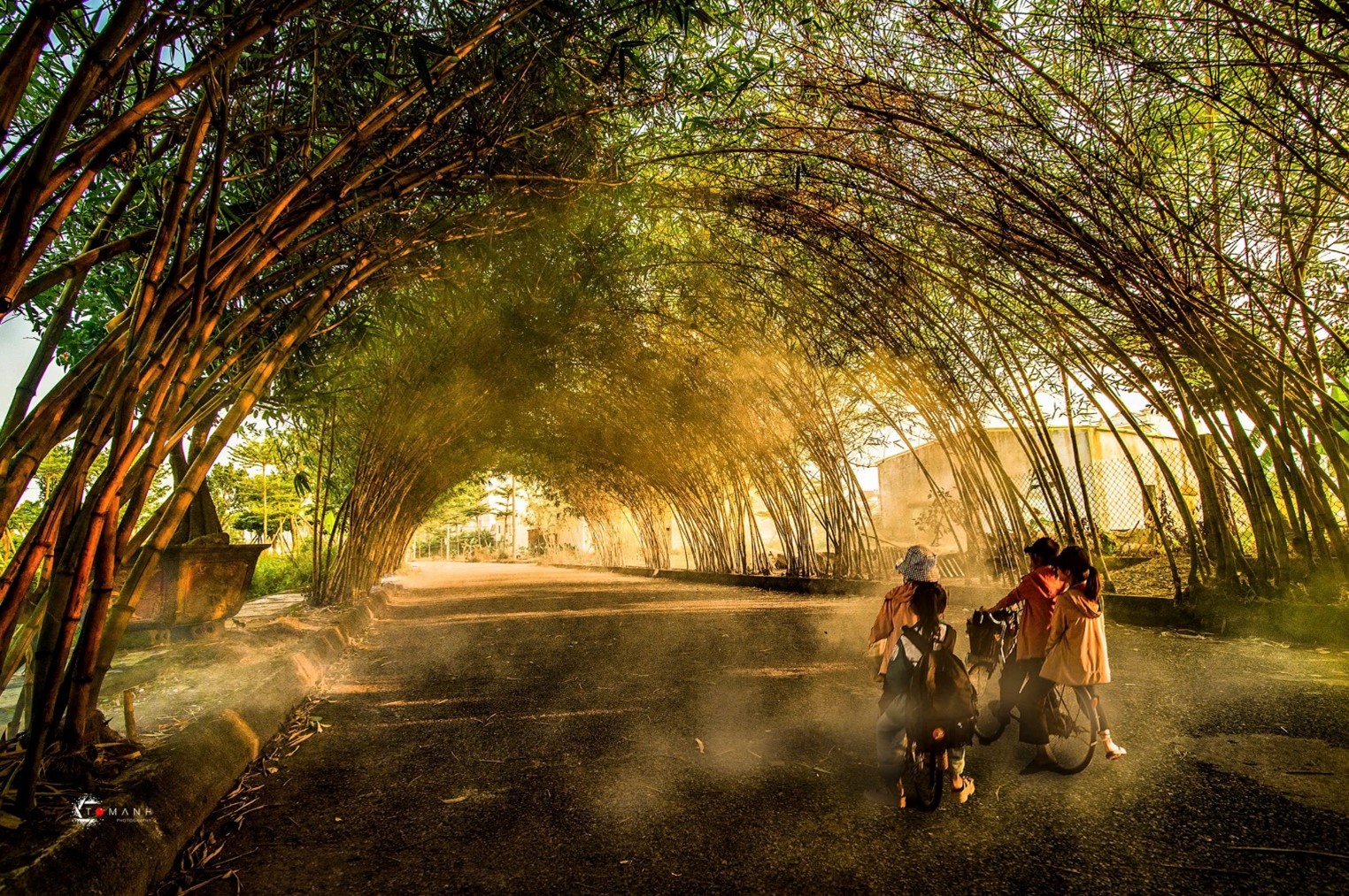 Bamboo rows are grown and arched by local people with great care and meticulousness.