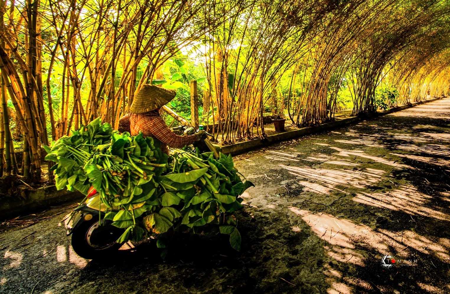 This bamboo-arched road is only about 20km from Thai Binh city, so it is very convenient for tourists to travel by motorbike, car or bus.