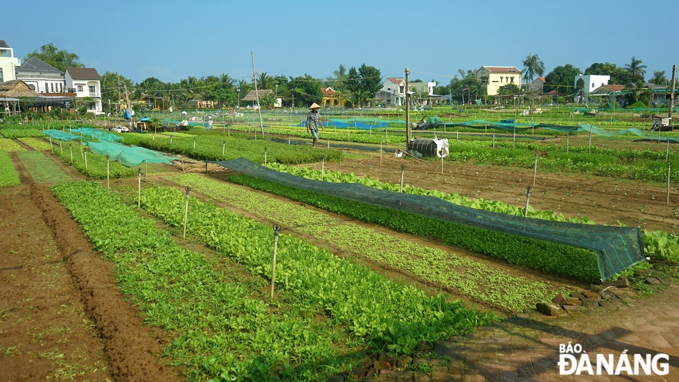 Favourable natural conditions make it ideal for organic vegetable farming.