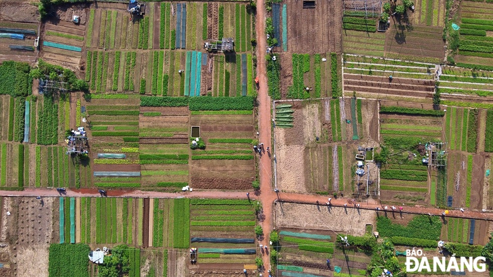 In April 2022, the Ministry of Culture, Sports, and Tourism recognized Tra Que’s vegetable farming as a national intangible cultural heritage, categorized under traditional knowledge and craft.