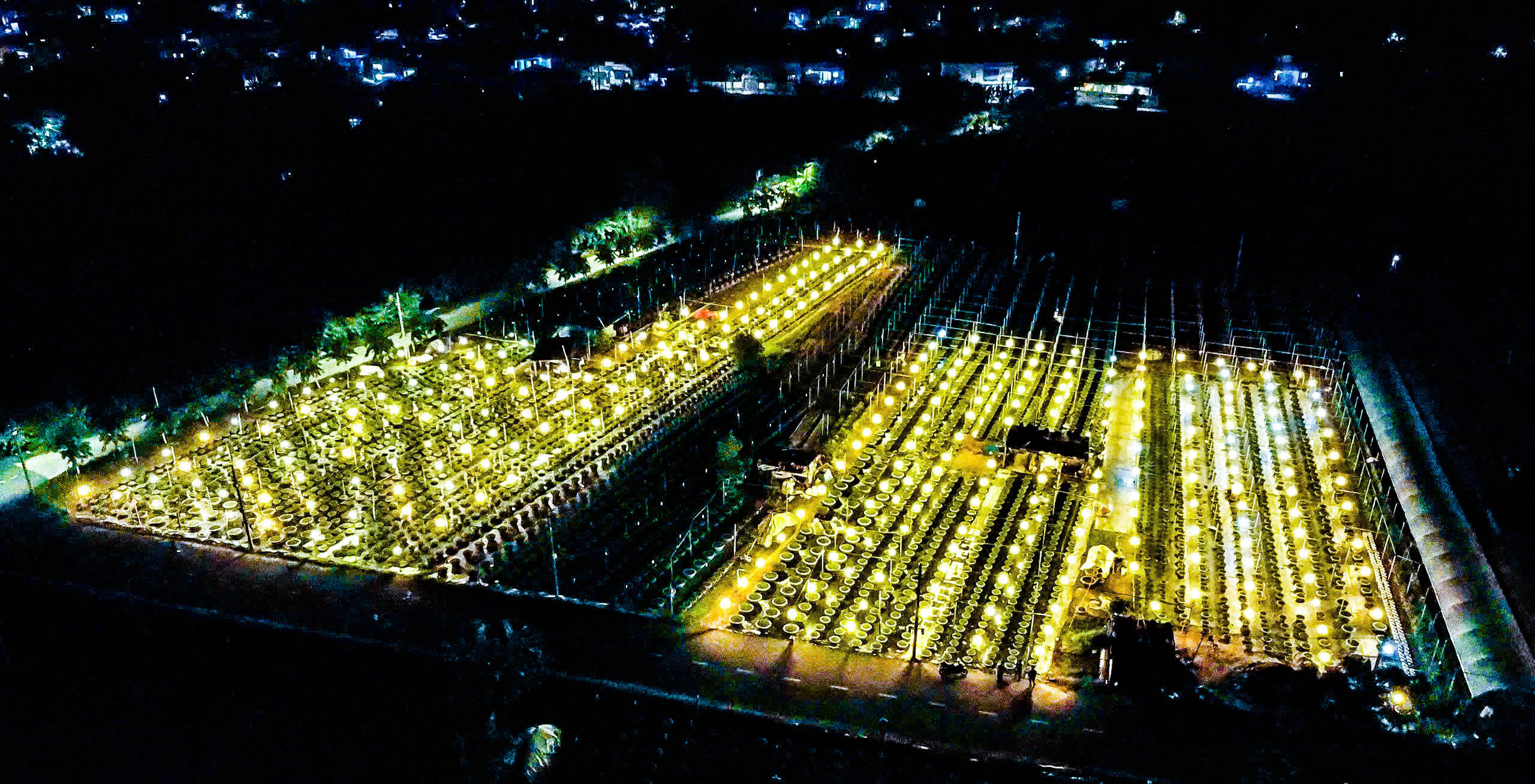 Night in the flower garden serving Tet in Duong Son village, Hoa Chau Commune, Hoa Vang District. Photo: LAM - TRUC