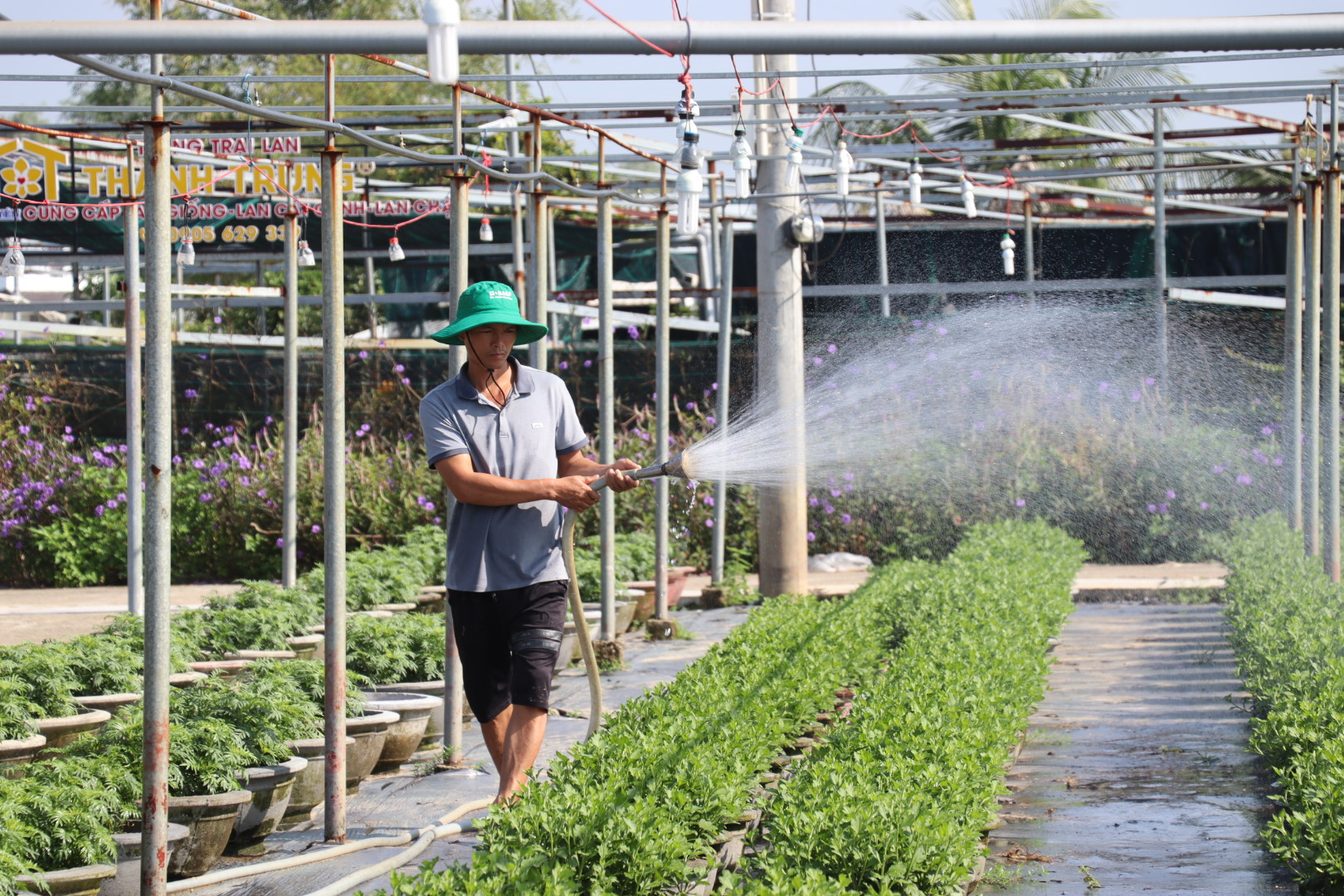 Mr. Ly Phuoc Van is taking care of the chrysanthemum garden in the Duong Son flower growing area, Hoa Chau Commune. Photo: TRAN TRUC