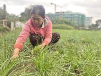 Thêm thu nhập nhờ cây kiệu hương