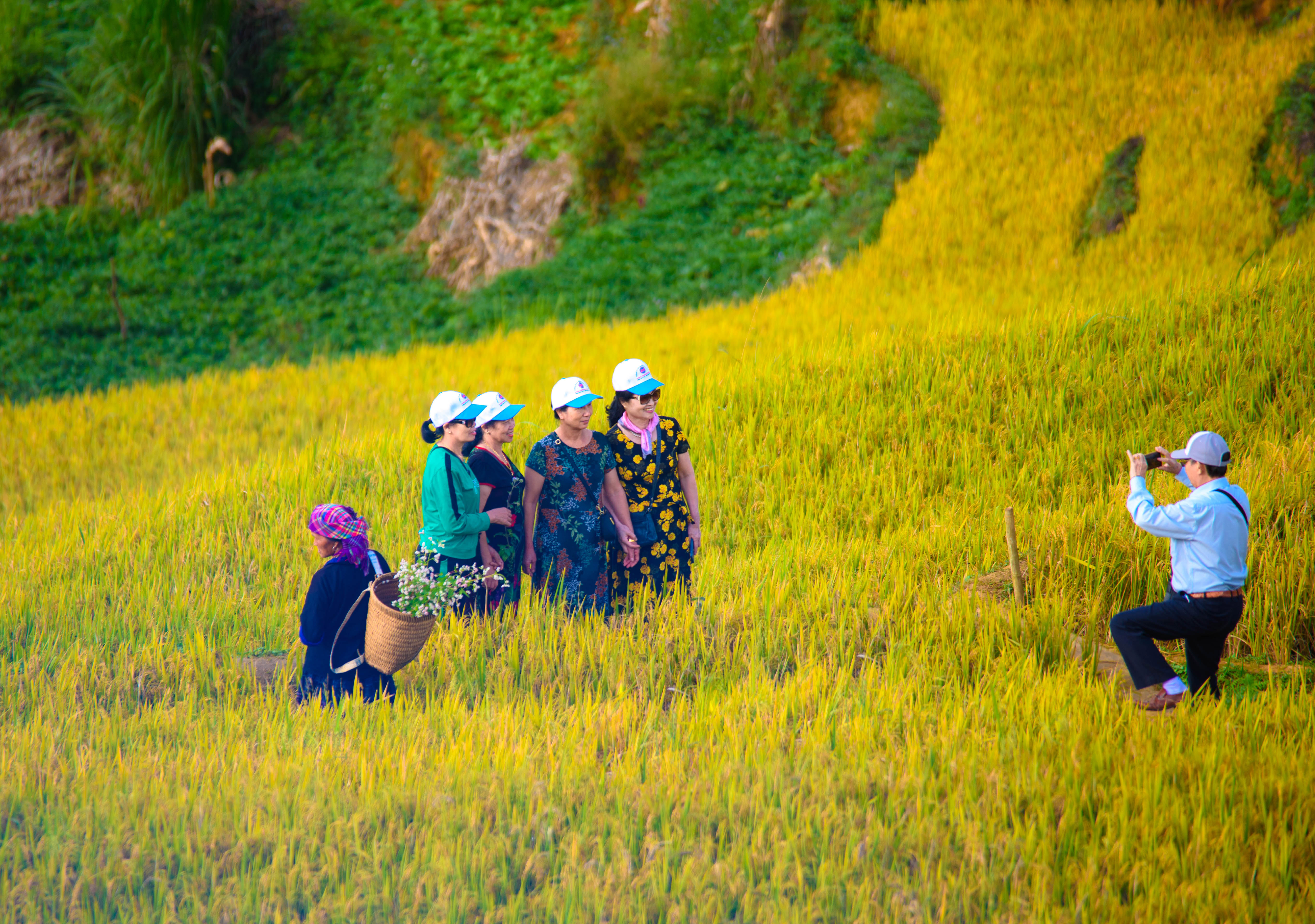 When coming here, visitors always want to capture countless beautiful photos by the golden terraced rice fields glowing in the morning sunlight.