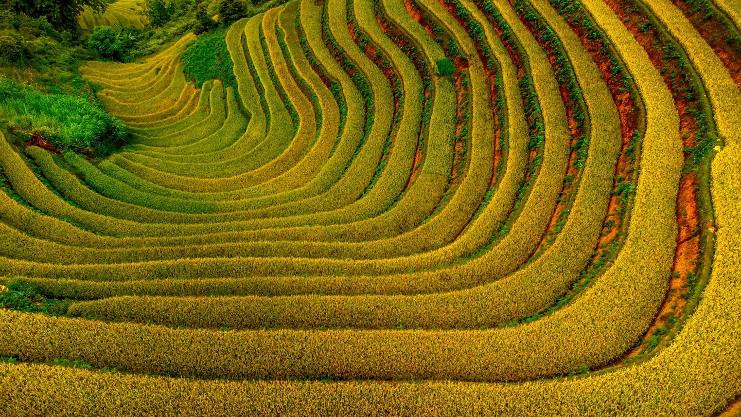 Lao Chai Commune is also home to many stunning terraced rice fields that captivate the hearts of visitors who come here.