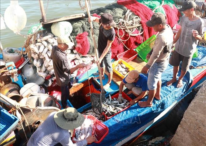 Ngư dân Quảng Trị đưa cá nục và mực từ hầm bảo quản lên tàu để đưa đi tiêu thụ. Ảnh: Nguyên Lý/TTXVN