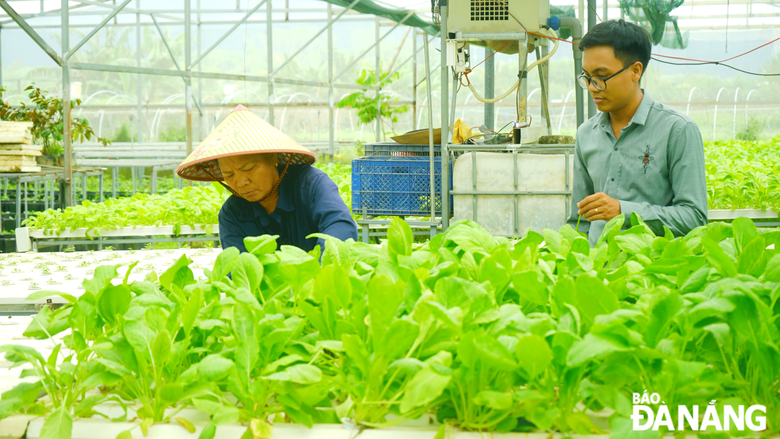 The application of science and technology has led to the creation of high-yield, quality breeds, providing economic benefits for agricultural producers. Photo: TRAN TRUC