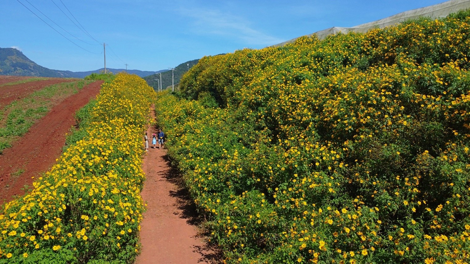 Wild sunflowers bloom on the Cam Ly - Van TWild sunflowers bloom on the Cam Ly - Van Thanh route, Ta Nung pass - Elephant Waterfall, Trai Mat, Prenn pass...hanh route, Ta Nung pass - Elephant Waterfall, Trai Mat, Prenn pass...