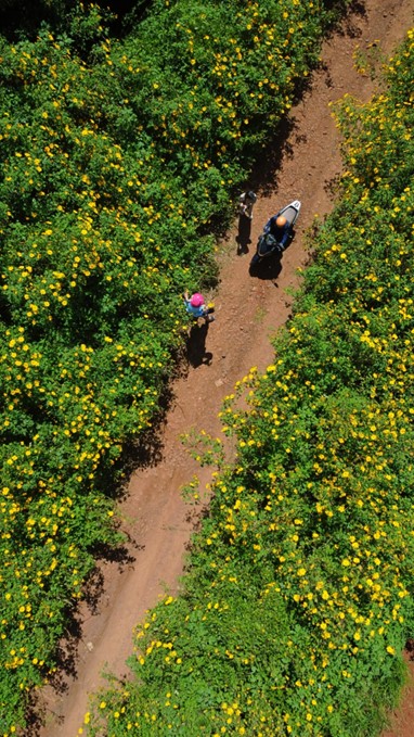 Wild sunflower paths meander at the foot of the mountain.