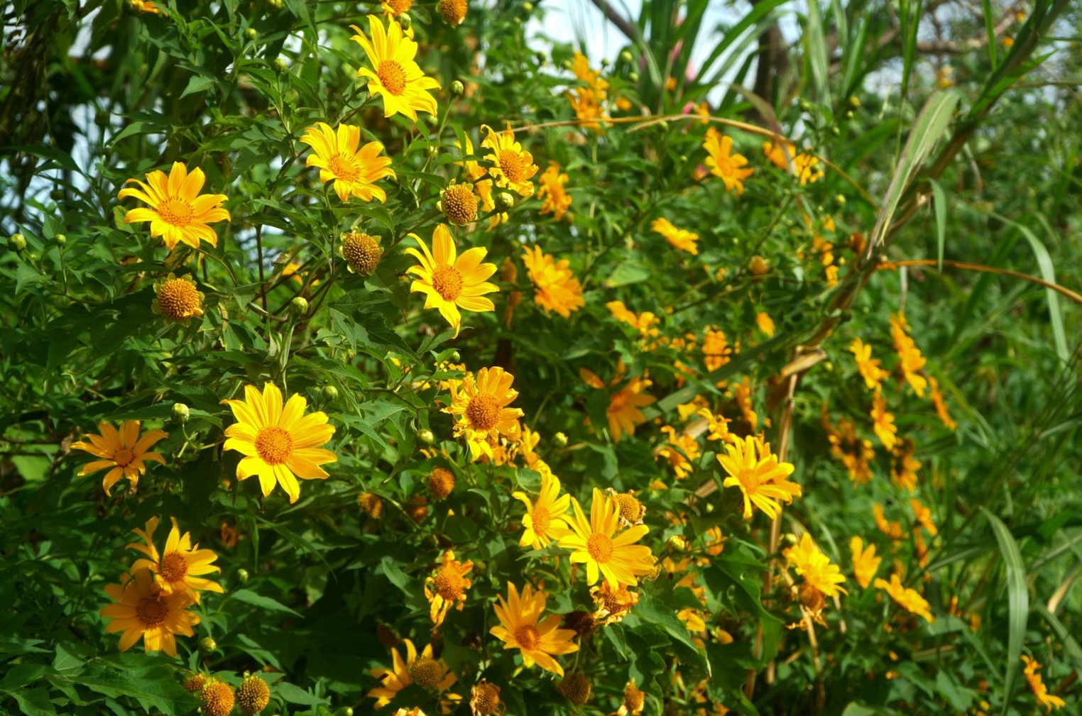 The blooming of wild sunflowers signals the arrival of the chilly winter season in the highlands of Da Lat.