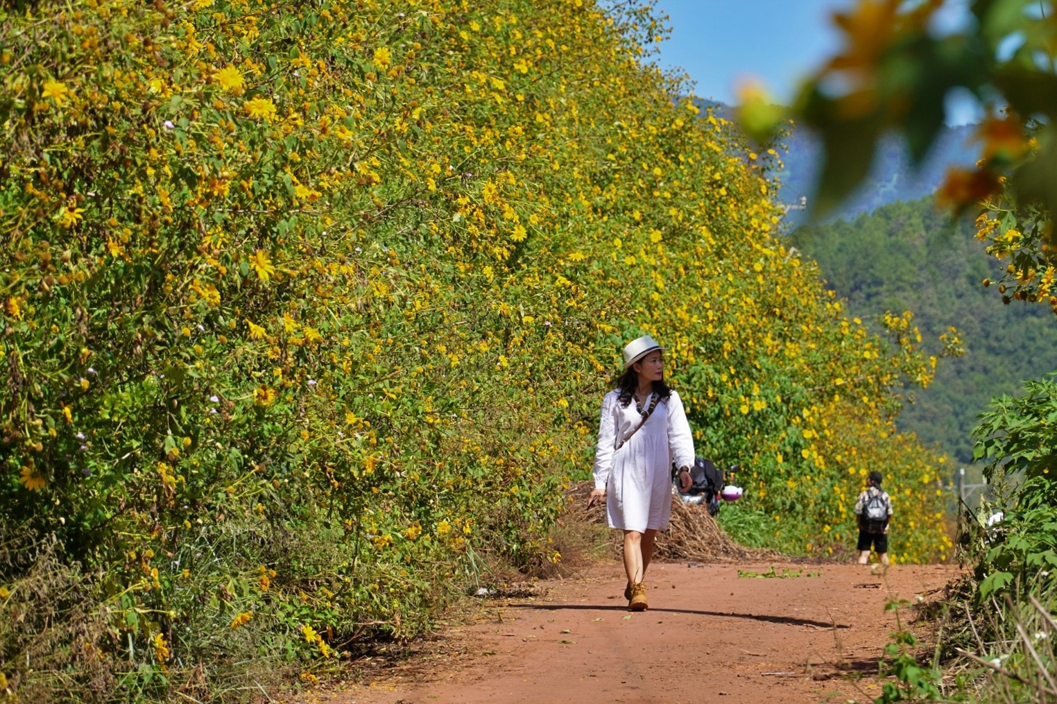 Tourists visit the wild sunflower roads in Da Ron Commune, Don Duong District.