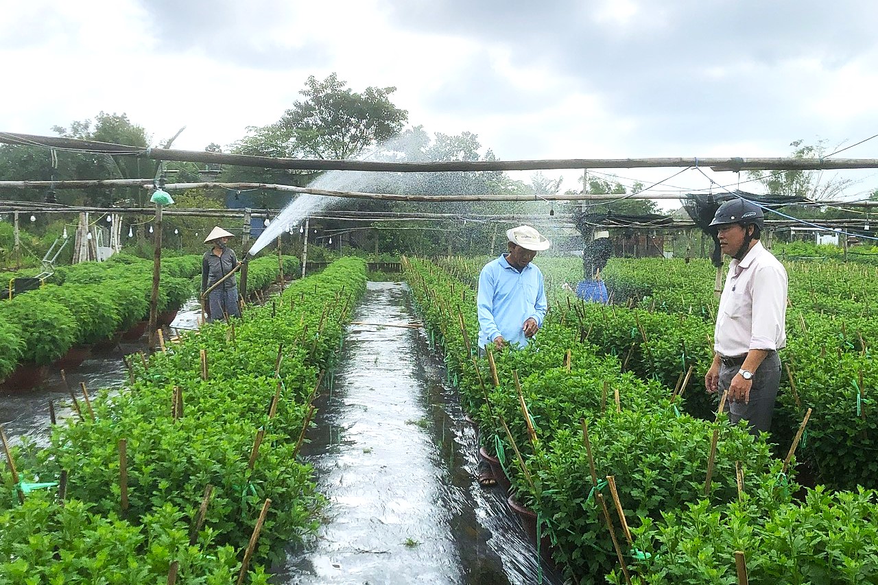 Sản xuất vụ hoa Tết 2025 tại vùng hoa Nhơn Thọ. Ảnh: NGỌC QUỐC