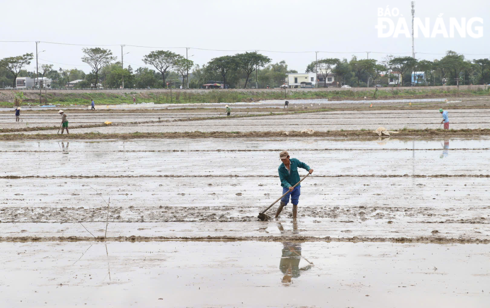 Farmers focus on methods such as adhering to the seasonal schedule, seed structure, soil preparation, seed quantity, seed treatment, and water management. Photo: TRAN TRUC