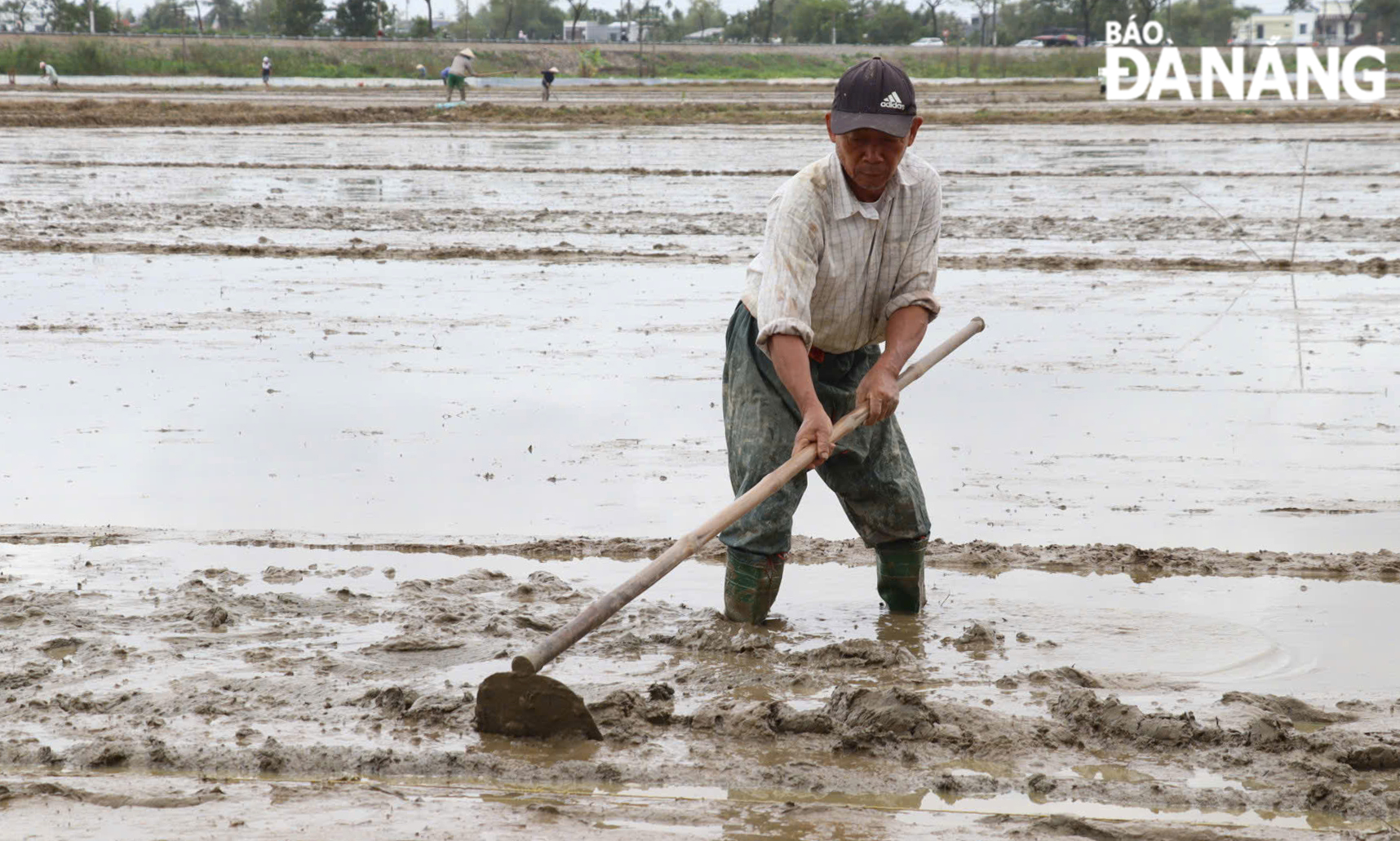 Recent crops have yielded high market prices, encouraging farmers to eagerly prepare for the upcoming Winter-Spring season. Photo: TRAN TRUC