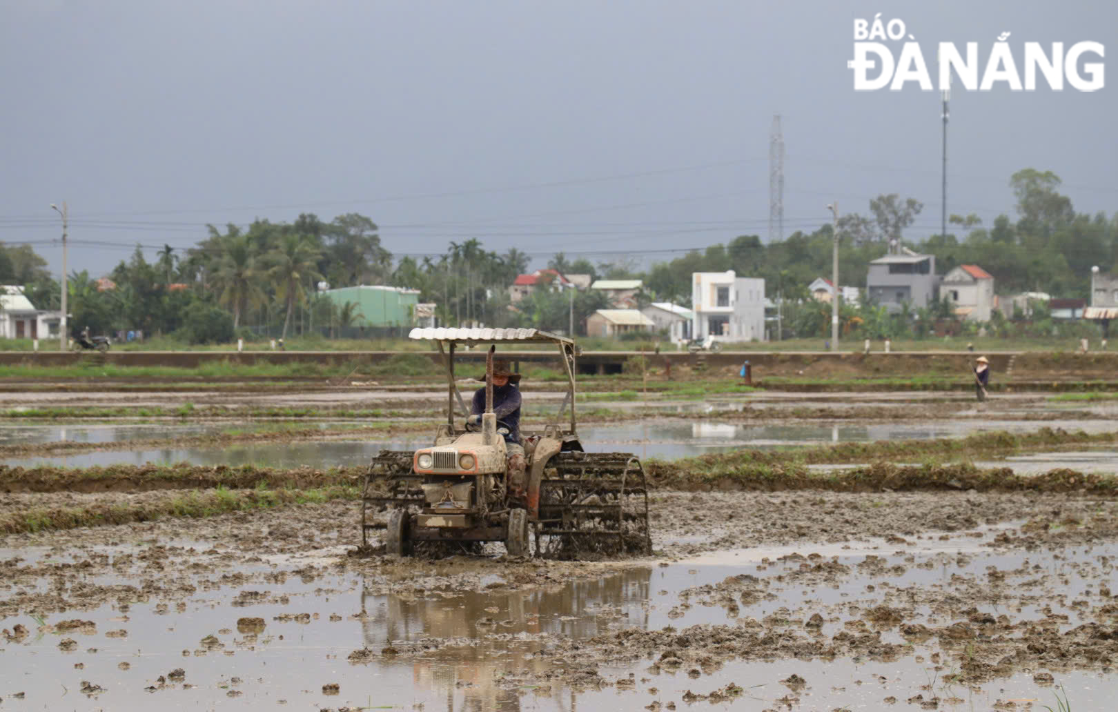 Farmers have also started early soil preparation, taking advantage of rainwater to eliminate harmful pests, particularly rodents and golden apple snails. Photo TRAN TRUC