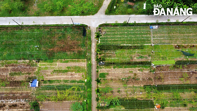 A corner of the La Huong safe vegetable zone during the year-end and Tet vegetable season.